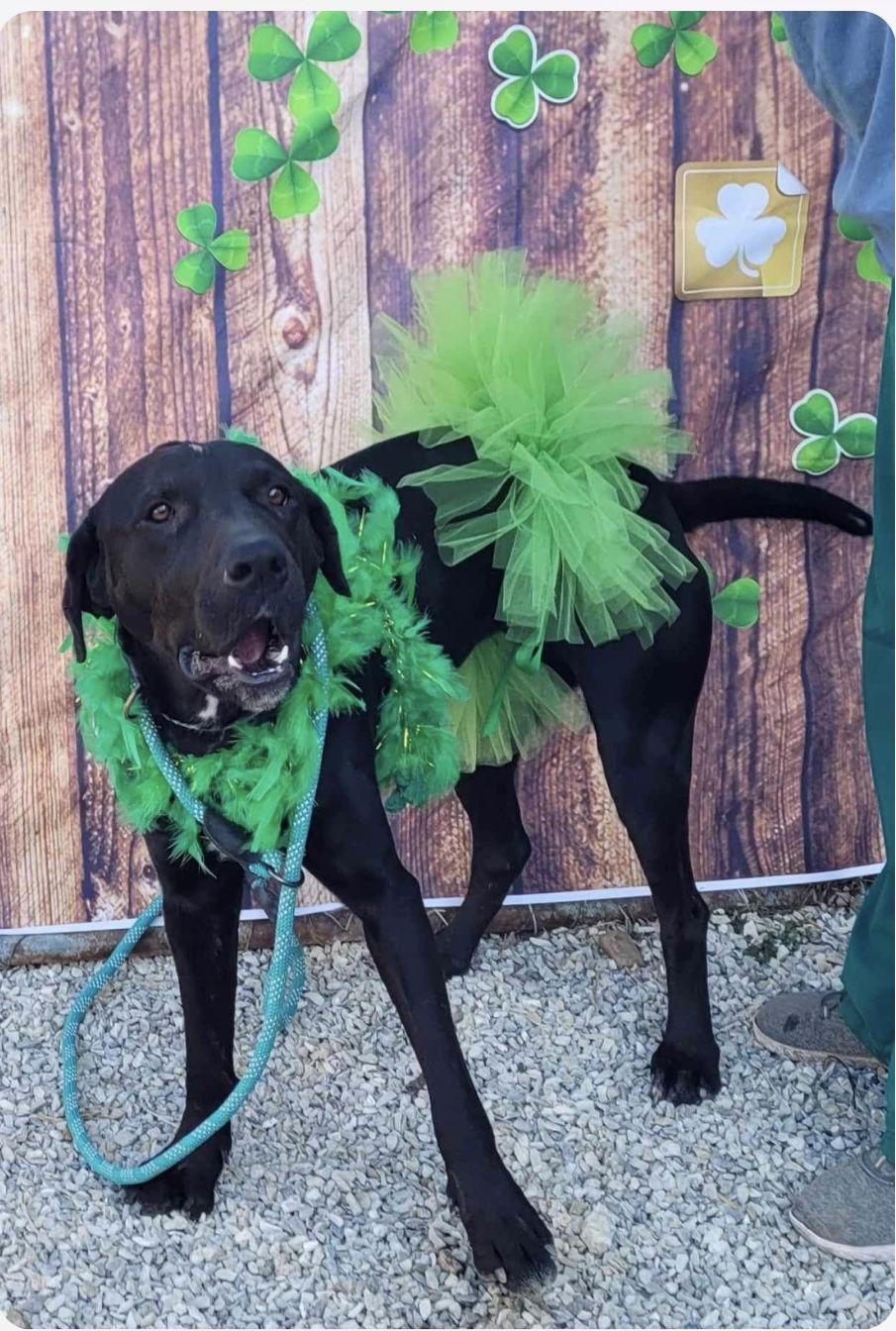 Betty, a Adoptable mixed breed in Stover, MO image 3/3