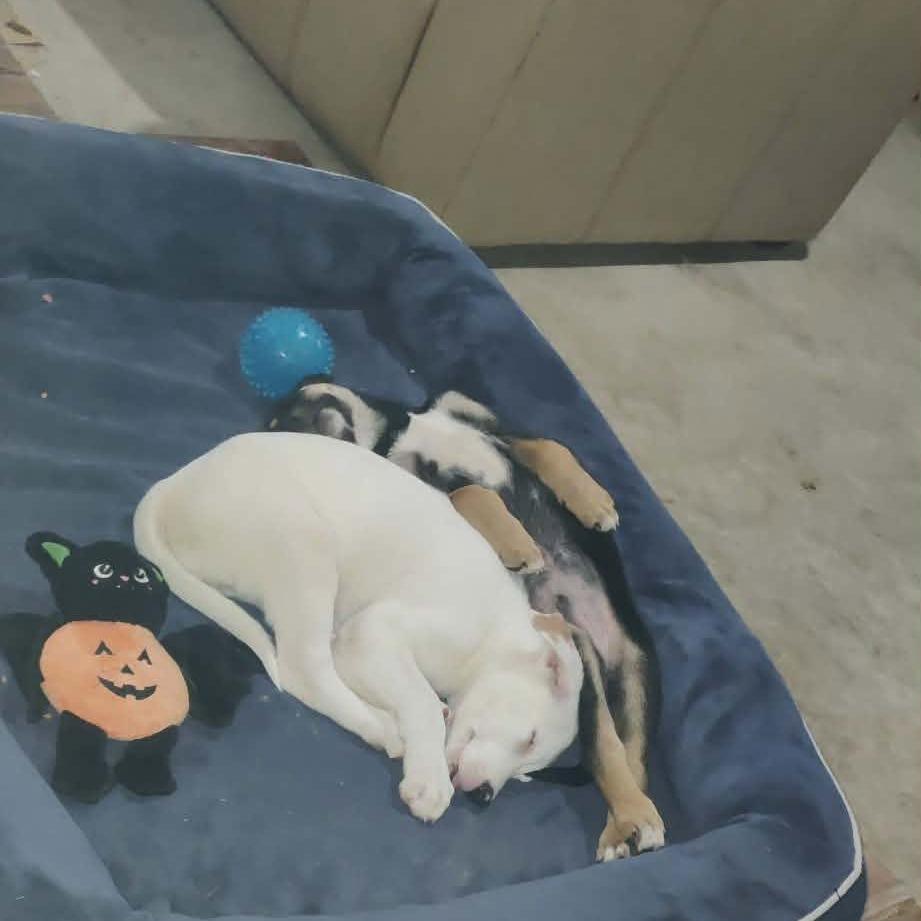 Paulie, Adoptable, Puppy Male Labrador Retriever & Mixed Breed.