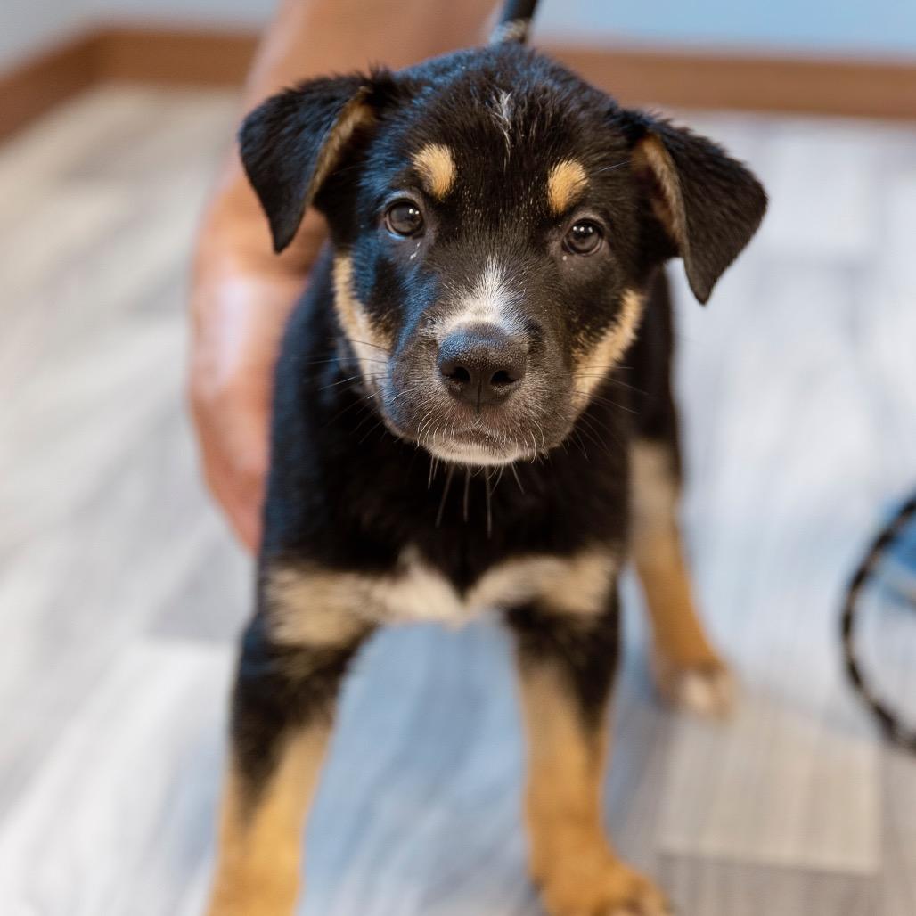 Enlarge Paulie, a Adoptable mixed breed in Brainerd, MN image 2/6