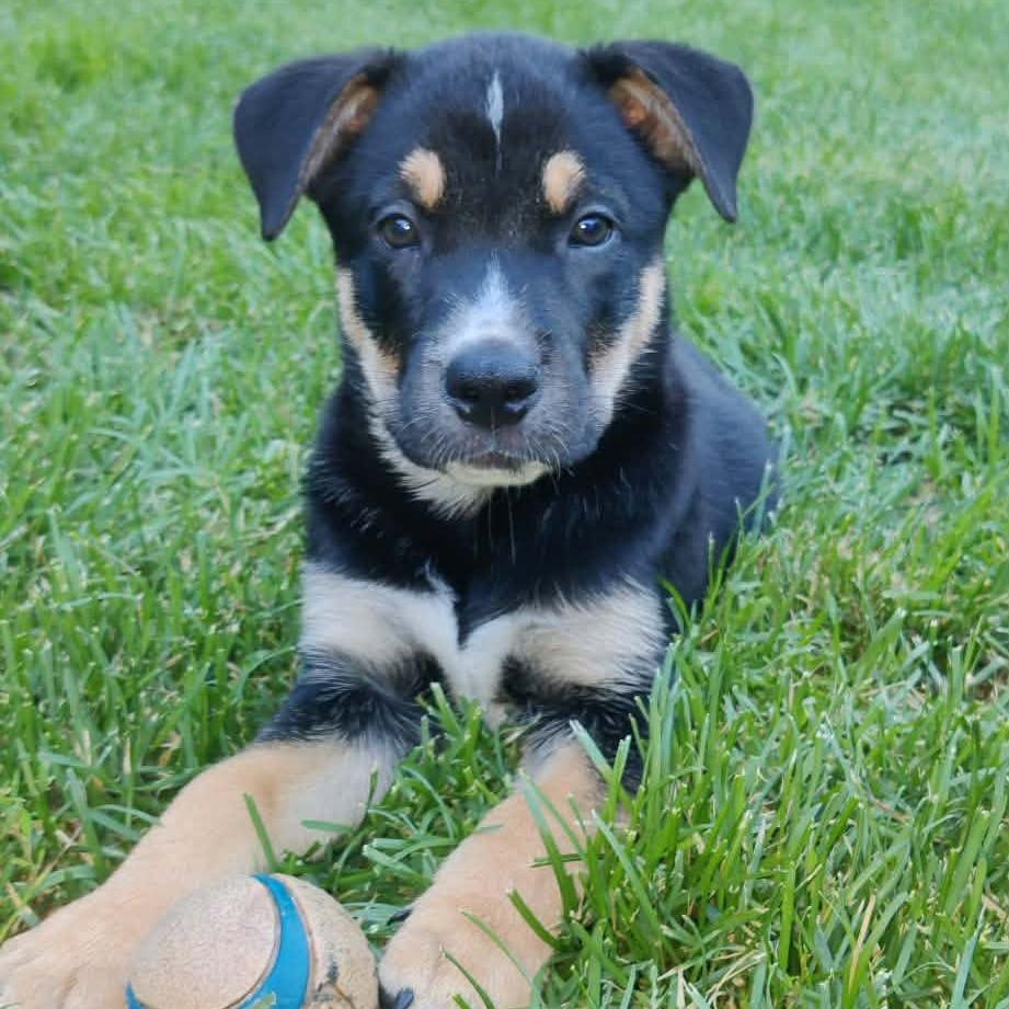 Enlarge Paulie, a Adoptable mixed breed in Brainerd, MN image 4/6