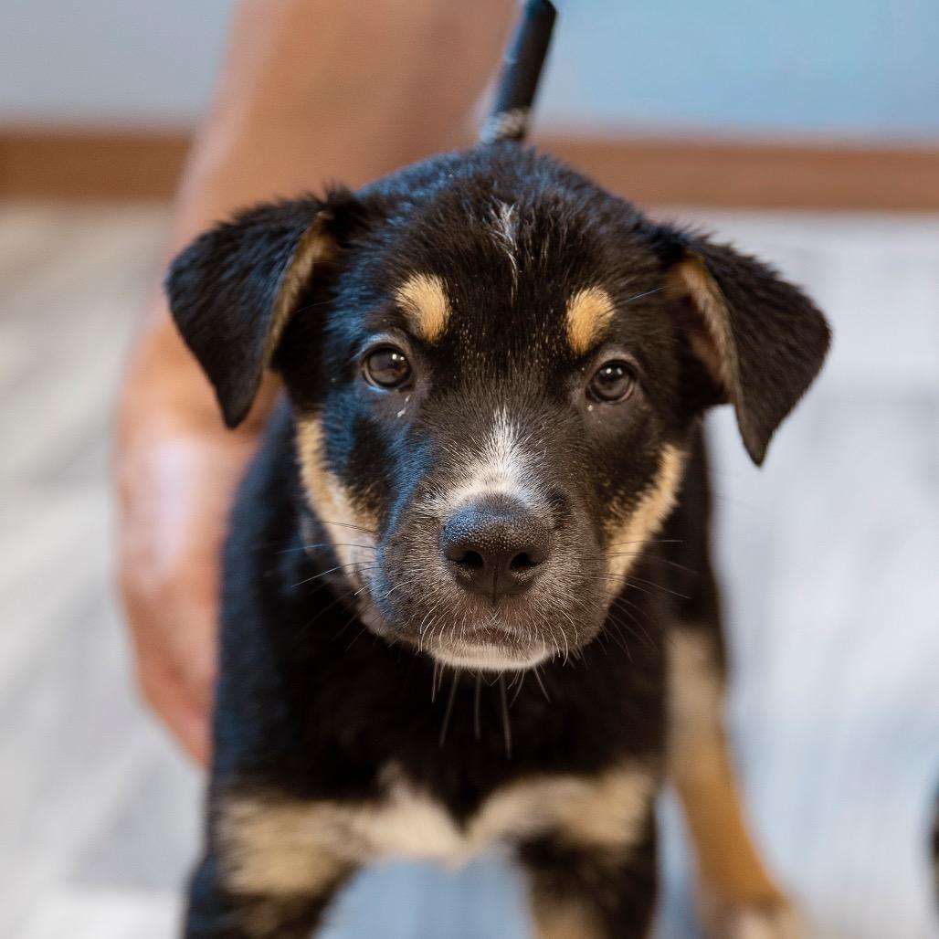Enlarge Paulie, a Adoptable mixed breed in Brainerd, MN image 5/6