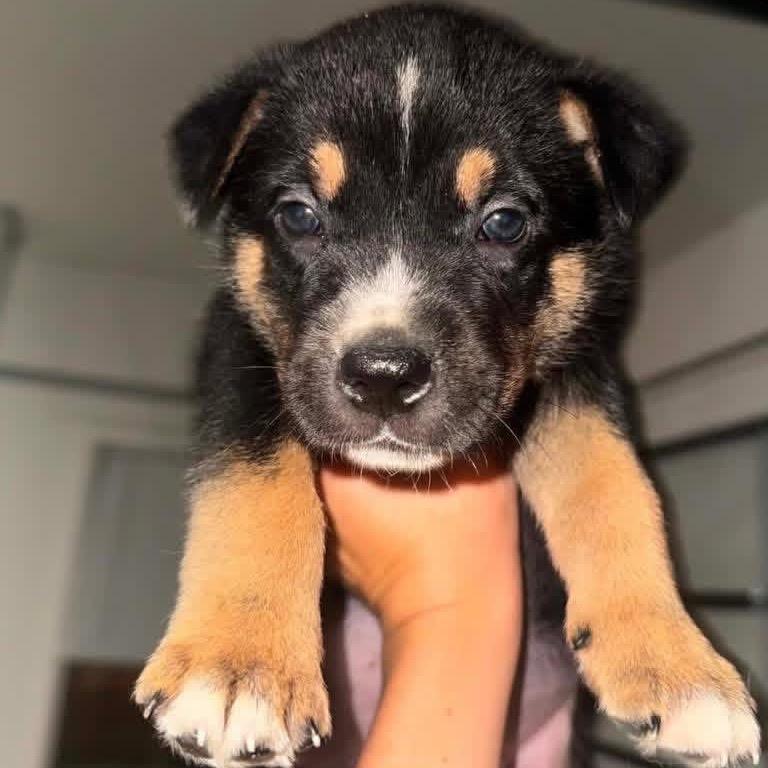 Enlarge Paulie, a Adoptable mixed breed in Brainerd, MN image 6/6