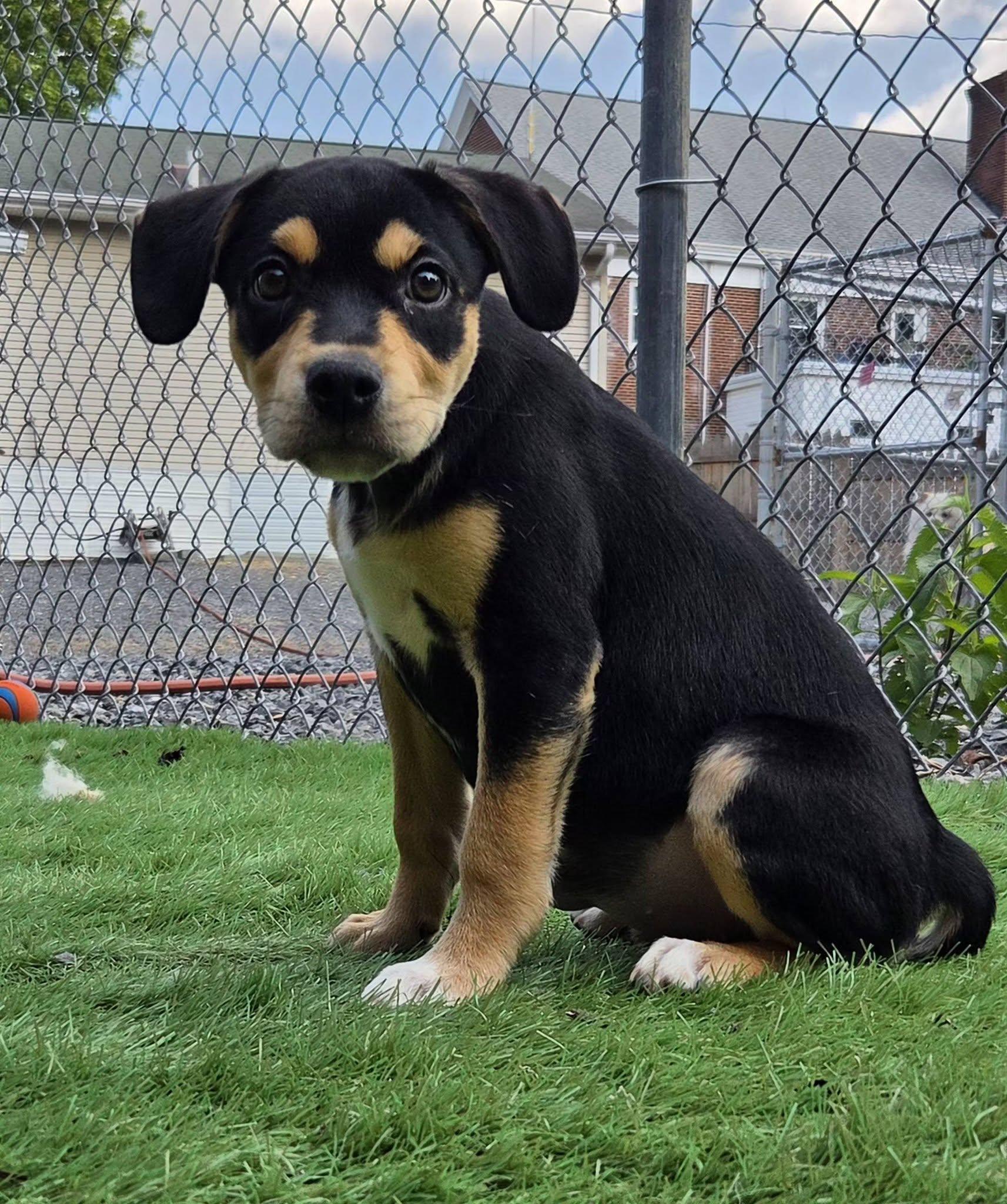Enlarge Lola, a Adoptable Mixed Breed in Kearneysville, WV image 1/2