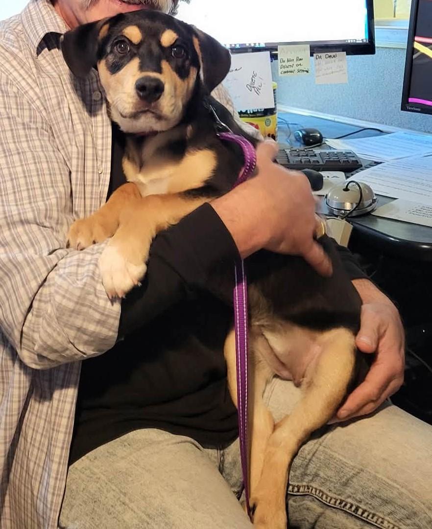 Enlarge Lola, a Adoptable Mixed Breed in Kearneysville, WV image 2/2