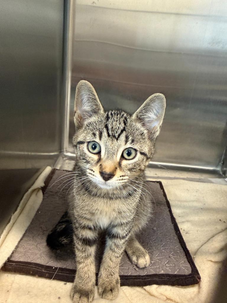 Jughead, Adopted, Kitten Male Domestic Short Hair.