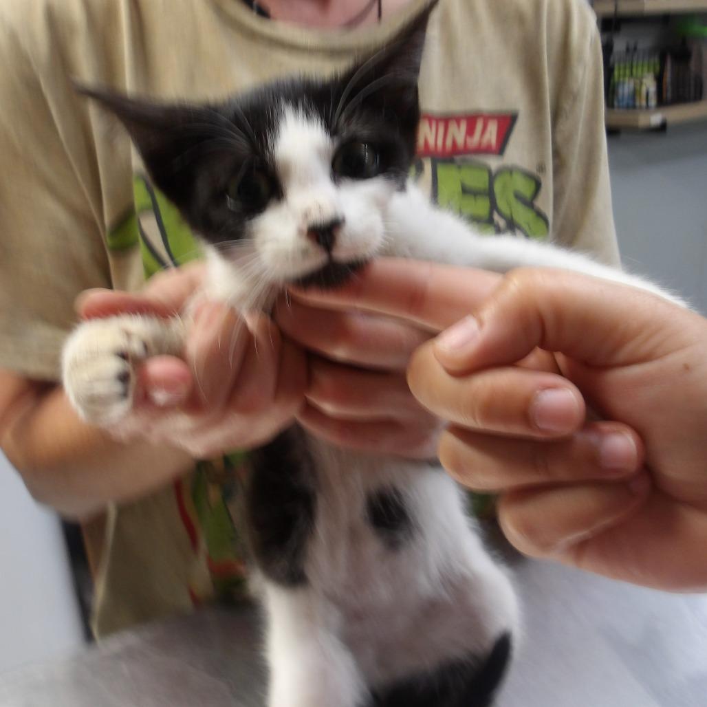 Enlarge Gilbert(FKA Miss Kitty Kit 1), a Adoptable Domestic Short Hair in Marble, NC image 1/1