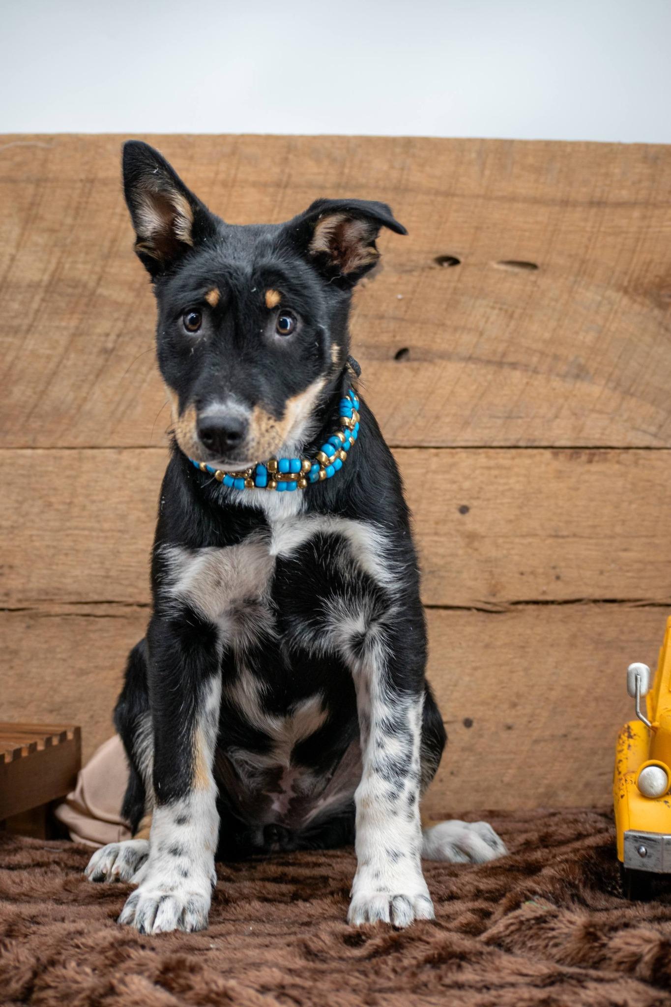 Enlarge Bonnie, a ADOPTABLE mixed breed in Sevierville, TN image 2/4