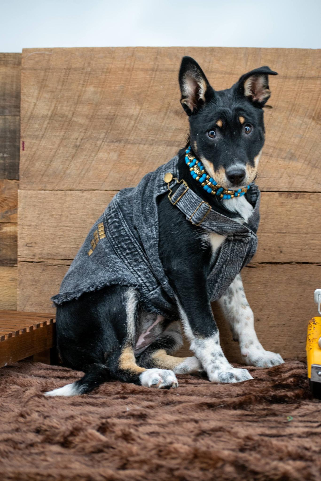 Enlarge Bonnie, a ADOPTABLE mixed breed in Sevierville, TN image 3/4