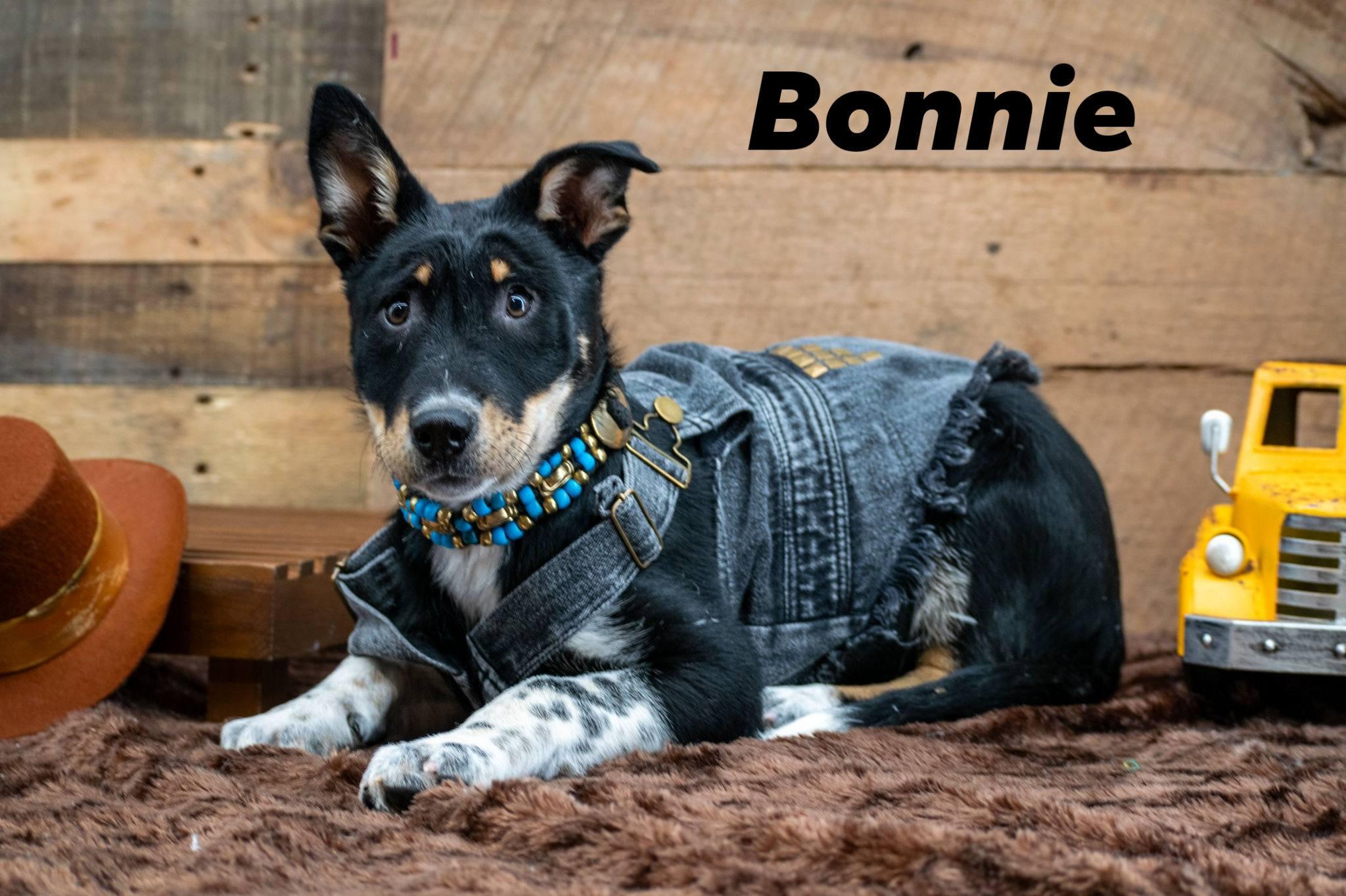 Bonnie, ADOPTABLE, Puppy Female Husky & Shepherd.