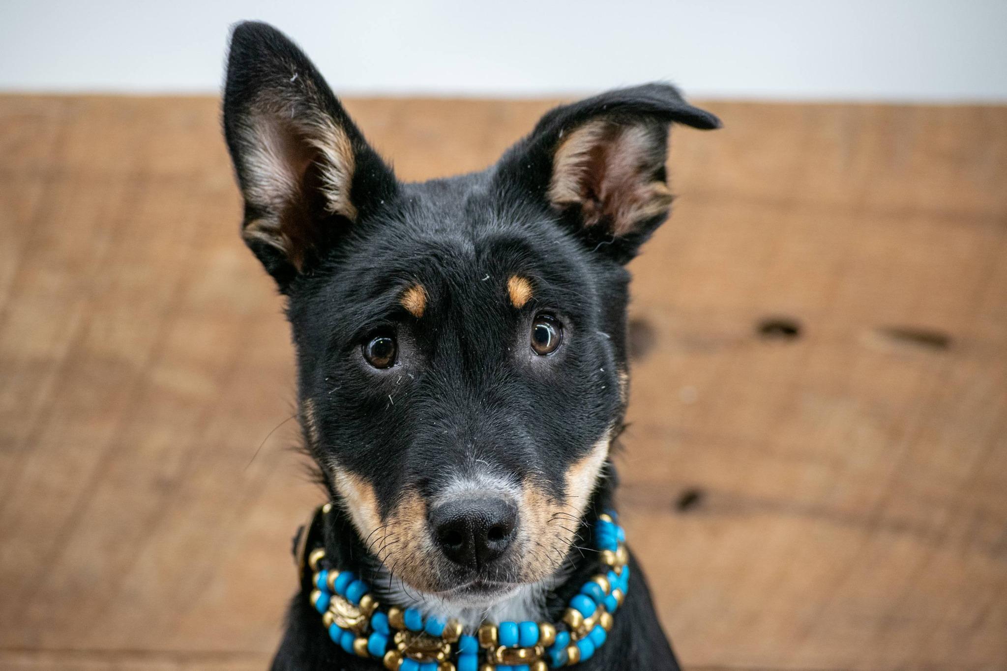 Enlarge Bonnie, a ADOPTABLE mixed breed in Sevierville, TN image 4/4