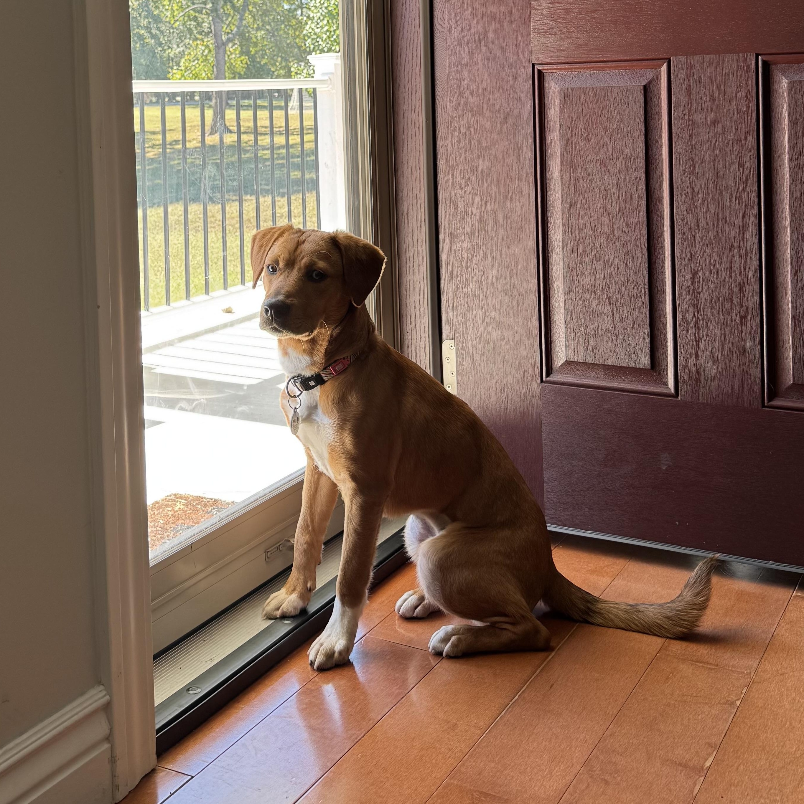 Enlarge Toodles, a Adoptable mixed breed in Murphysboro, IL image 2/6