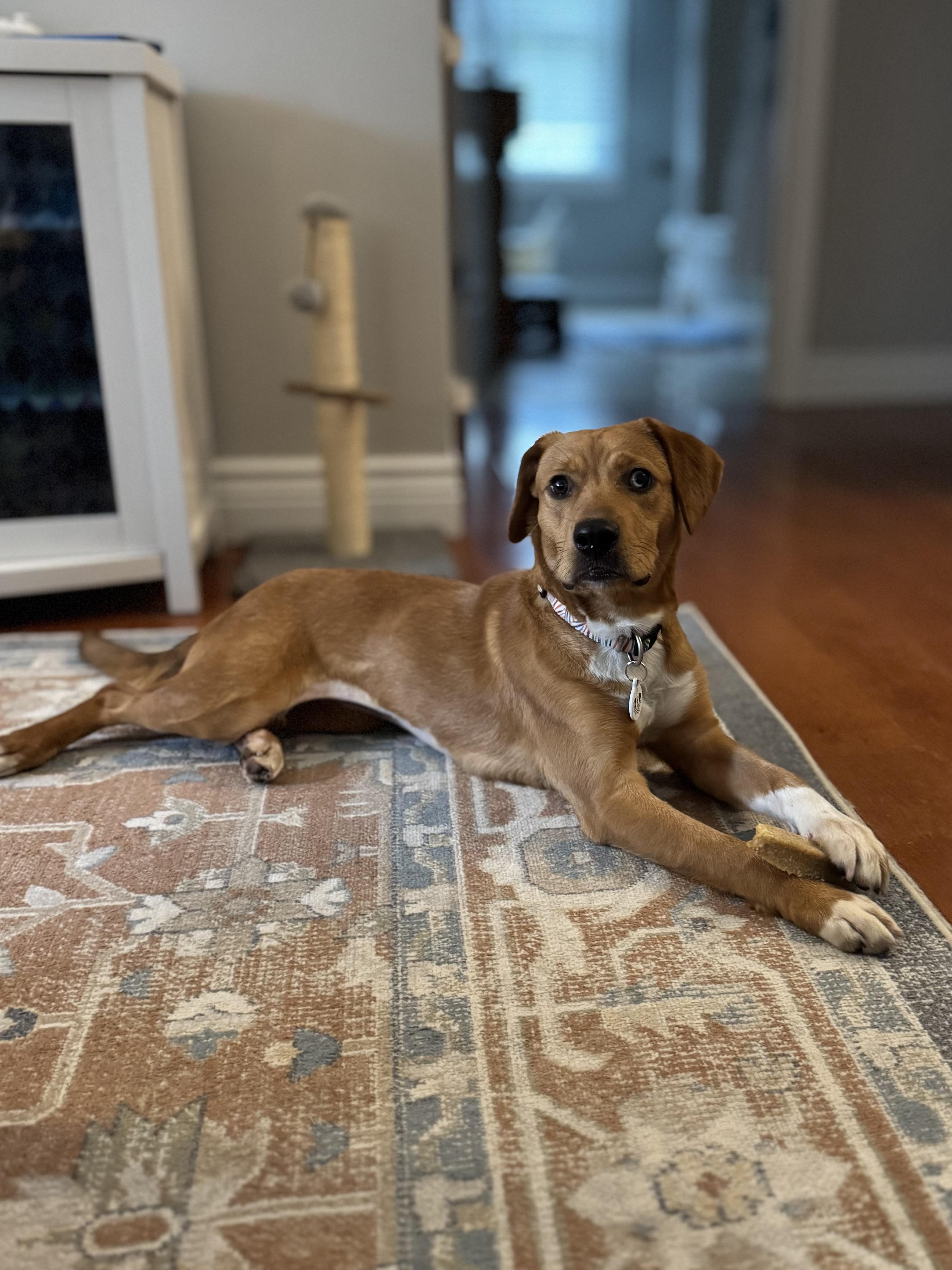 Enlarge Toodles, a Adoptable mixed breed in Murphysboro, IL image 4/6