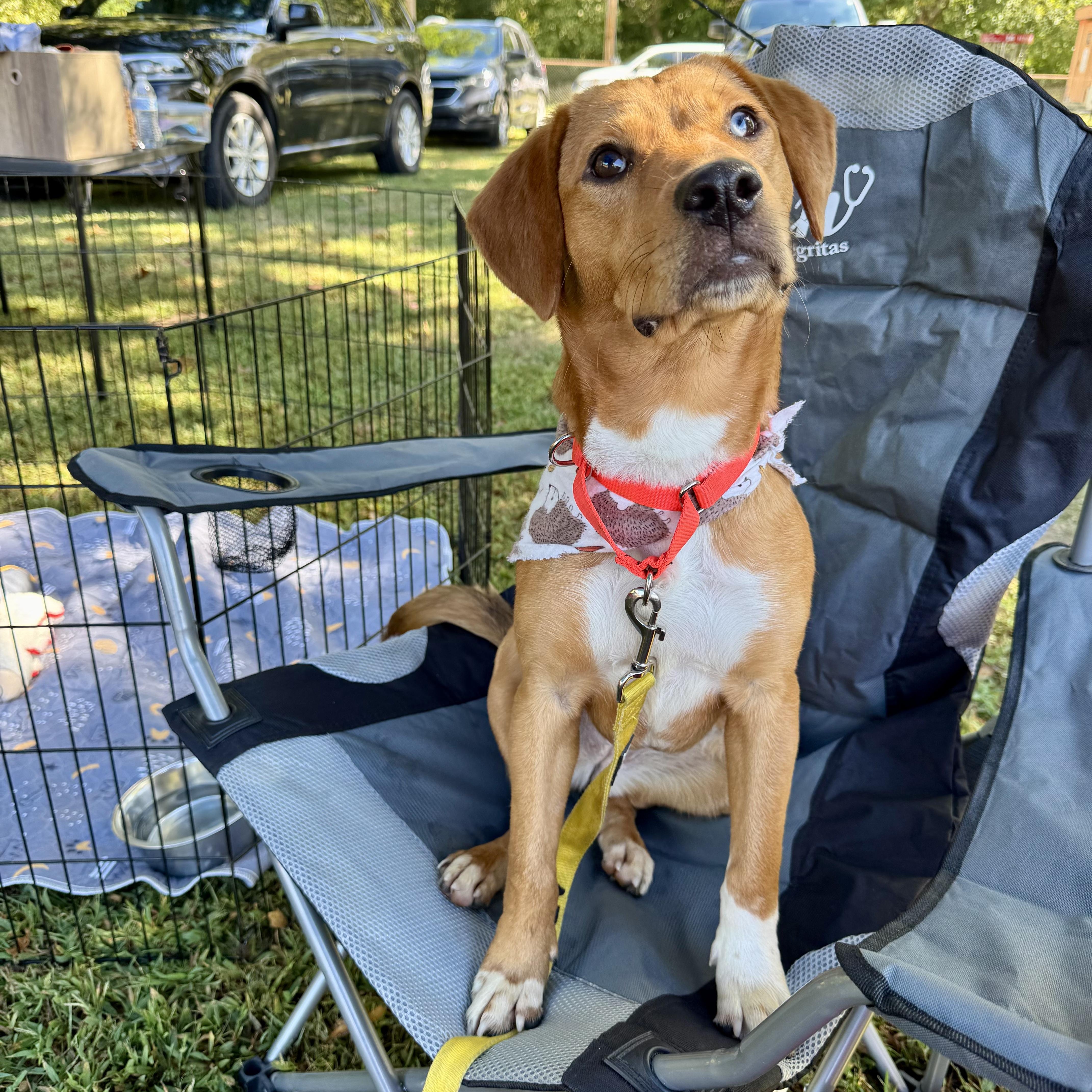 Enlarge Toodles, a Adoptable mixed breed in Murphysboro, IL image 6/6