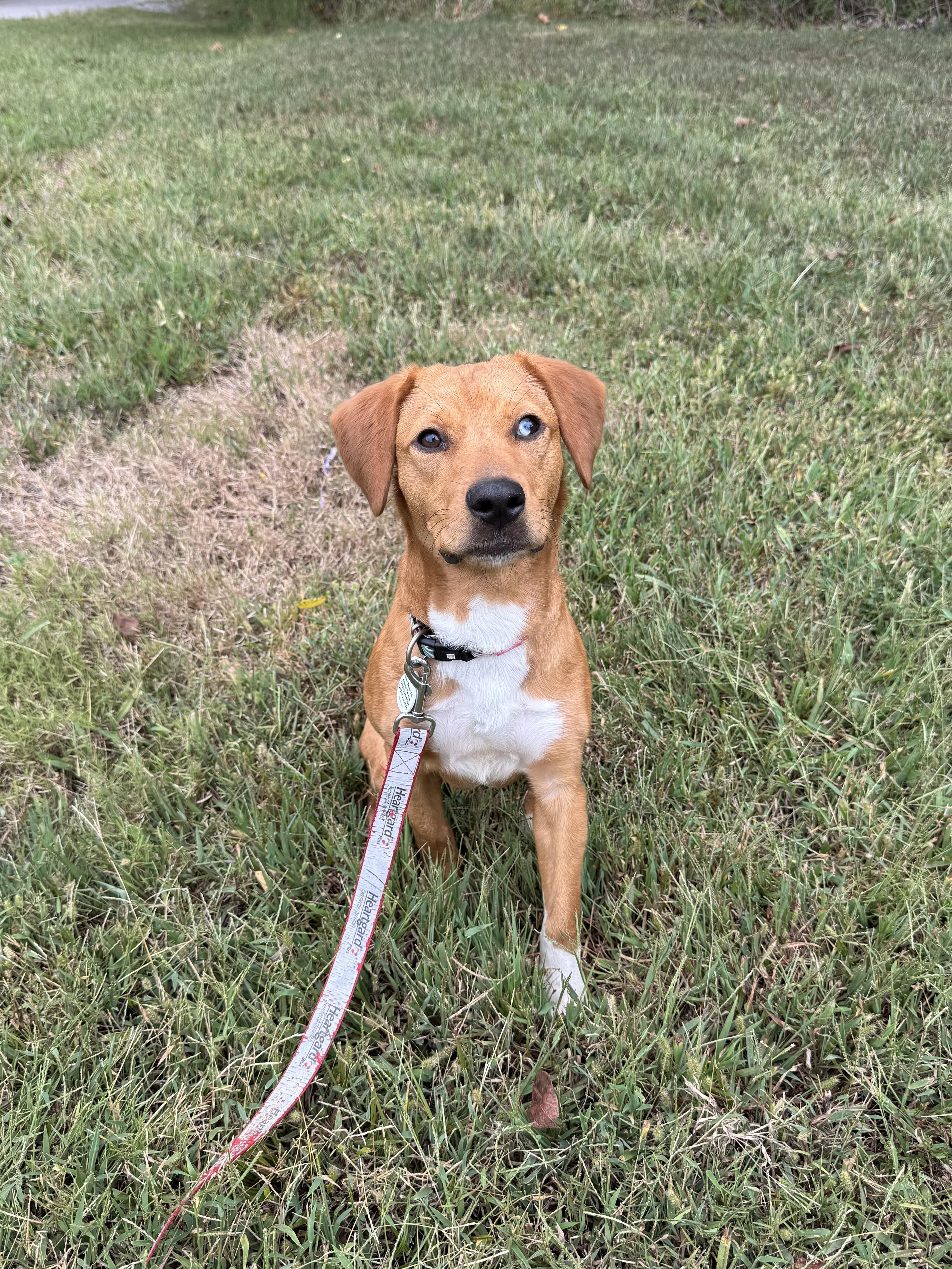 Enlarge Toodles, a Adoptable mixed breed in Murphysboro, IL image 3/6
