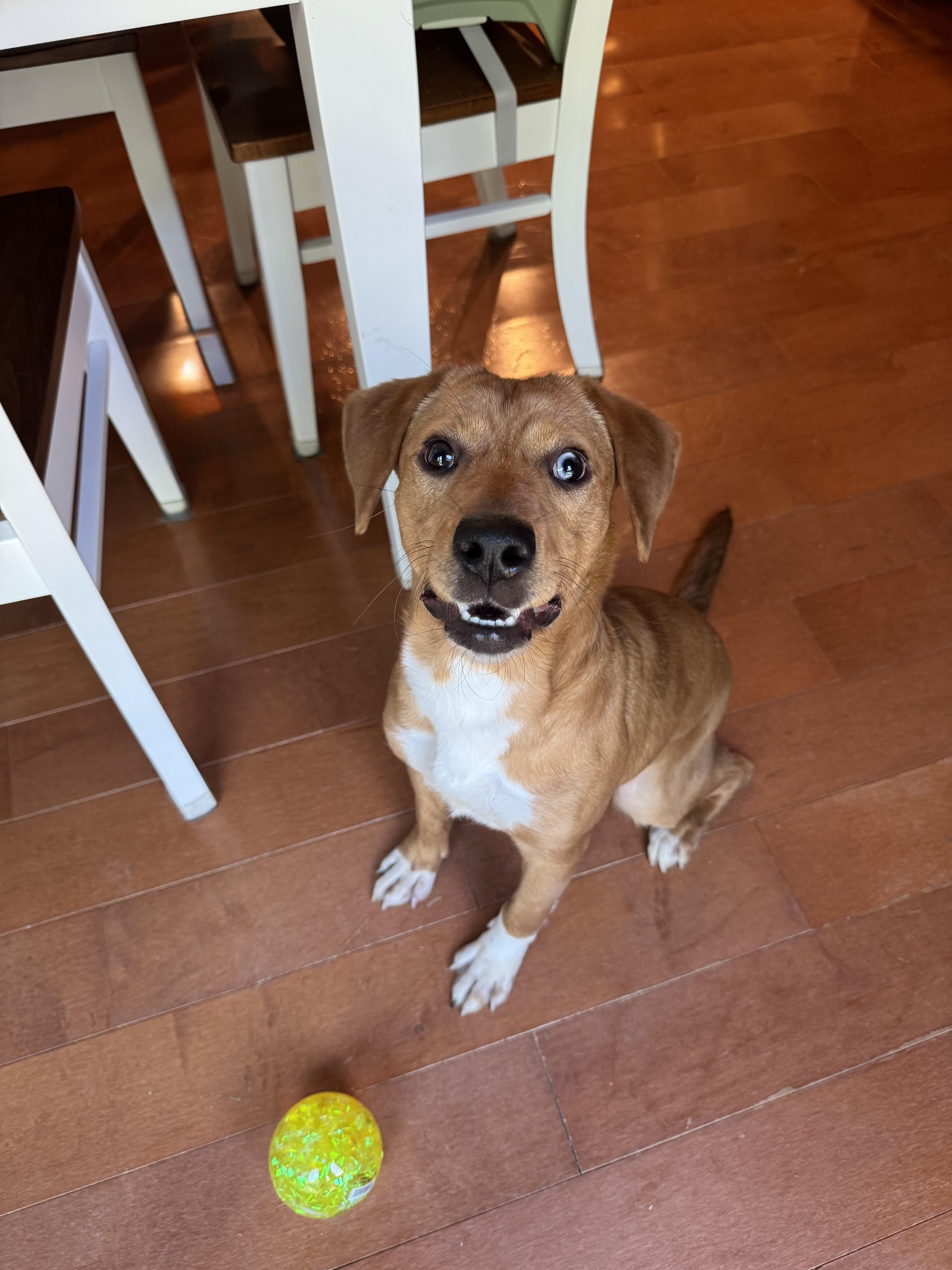 Enlarge Toodles, a Adoptable mixed breed in Murphysboro, IL image 5/6