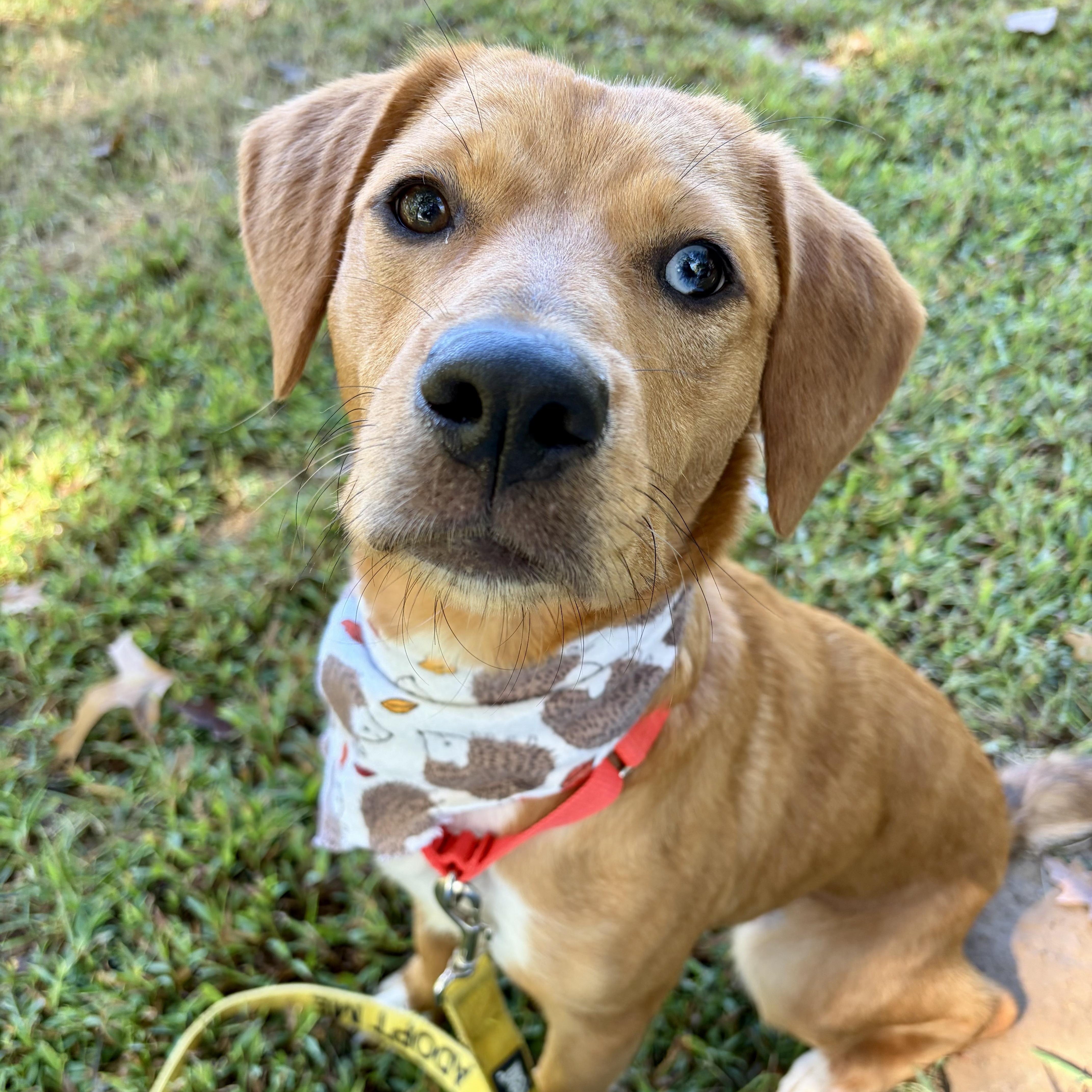 Enlarge Toodles, a Adoptable mixed breed in Murphysboro, IL image 1/6