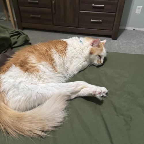 Mr. Ginger 22234, Adoptable, Adult Male Domestic Short Hair.