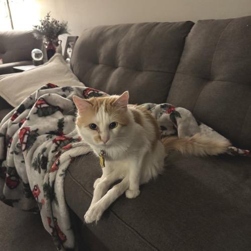 Enlarge Mr. Ginger 22234, a Adoptable Domestic Short Hair in Minneapolis, MN image 3/6