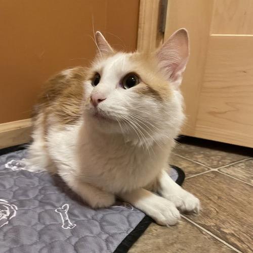 Enlarge Mr. Ginger 22234, a Adoptable Domestic Short Hair in Minneapolis, MN image 4/6