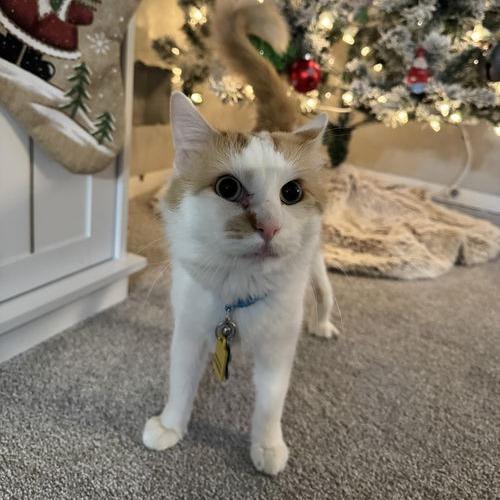 Enlarge Mr. Ginger 22234, a Adoptable Domestic Short Hair in Minneapolis, MN image 5/6