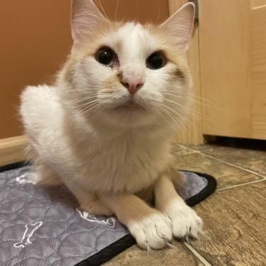 Enlarge Mr. Ginger 22234, a Adoptable Domestic Short Hair in Minneapolis, MN image 6/6