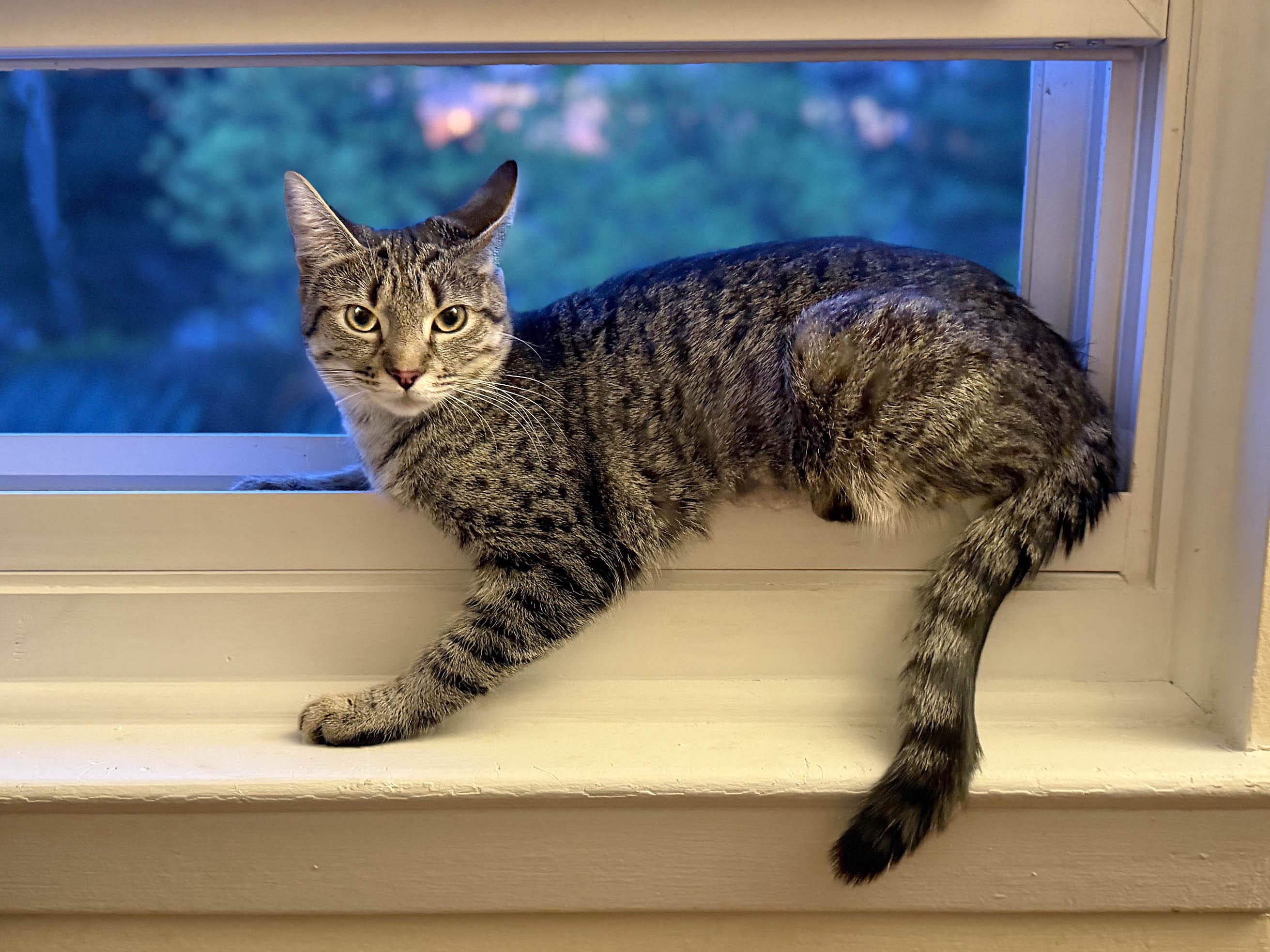 Flower, an adopted mixed breed in West Orange, NJ image 5/6