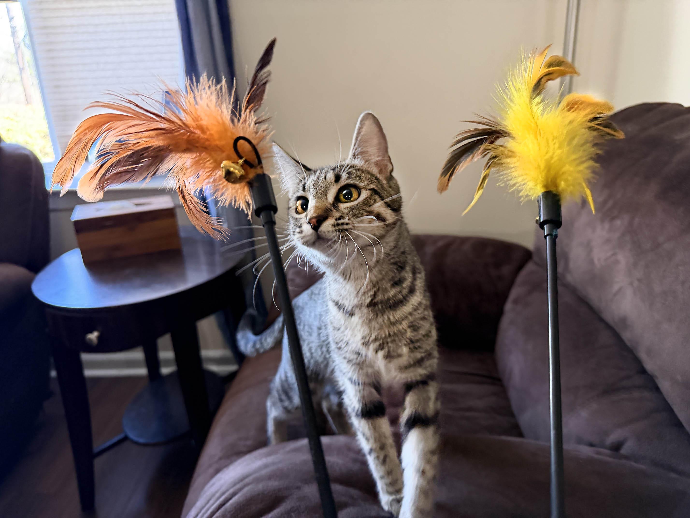 Flower, an adopted mixed breed in West Orange, NJ image 3/6