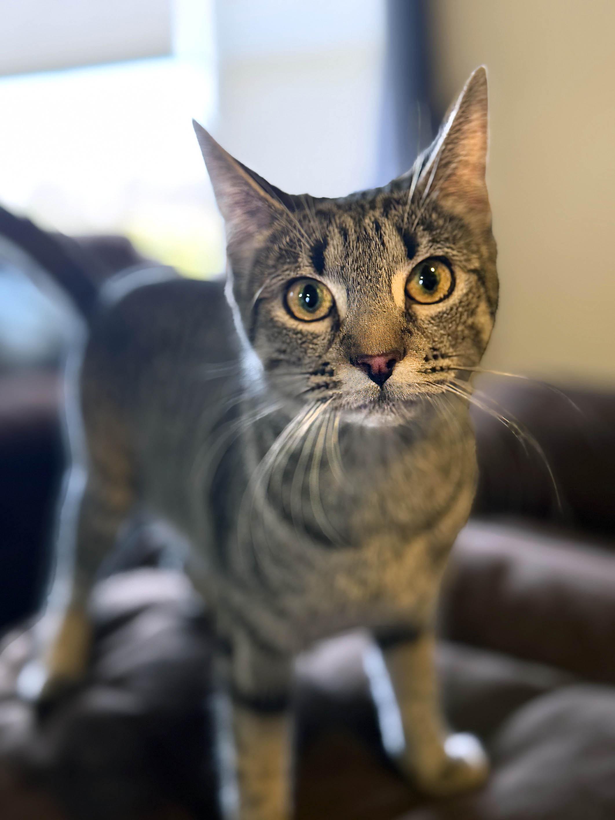Flower, an adopted mixed breed in West Orange, NJ image 4/6