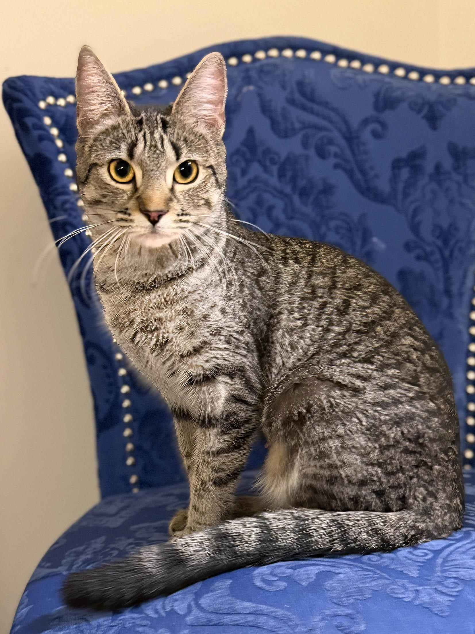 Flower, adopted, Young Female Domestic Short Hair.