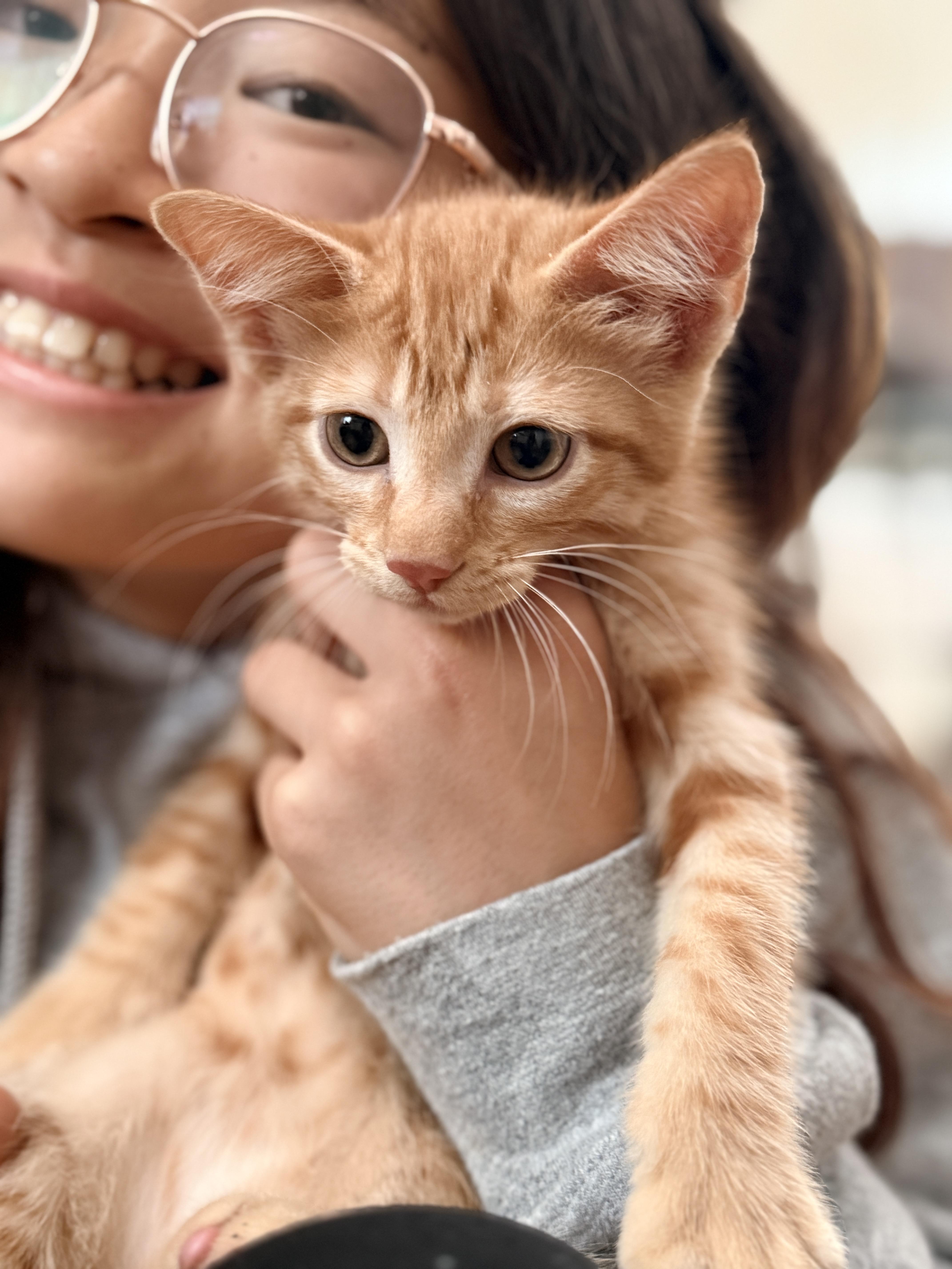 Carl, an adopted Domestic Short Hair in Columbia, MD image 2/3