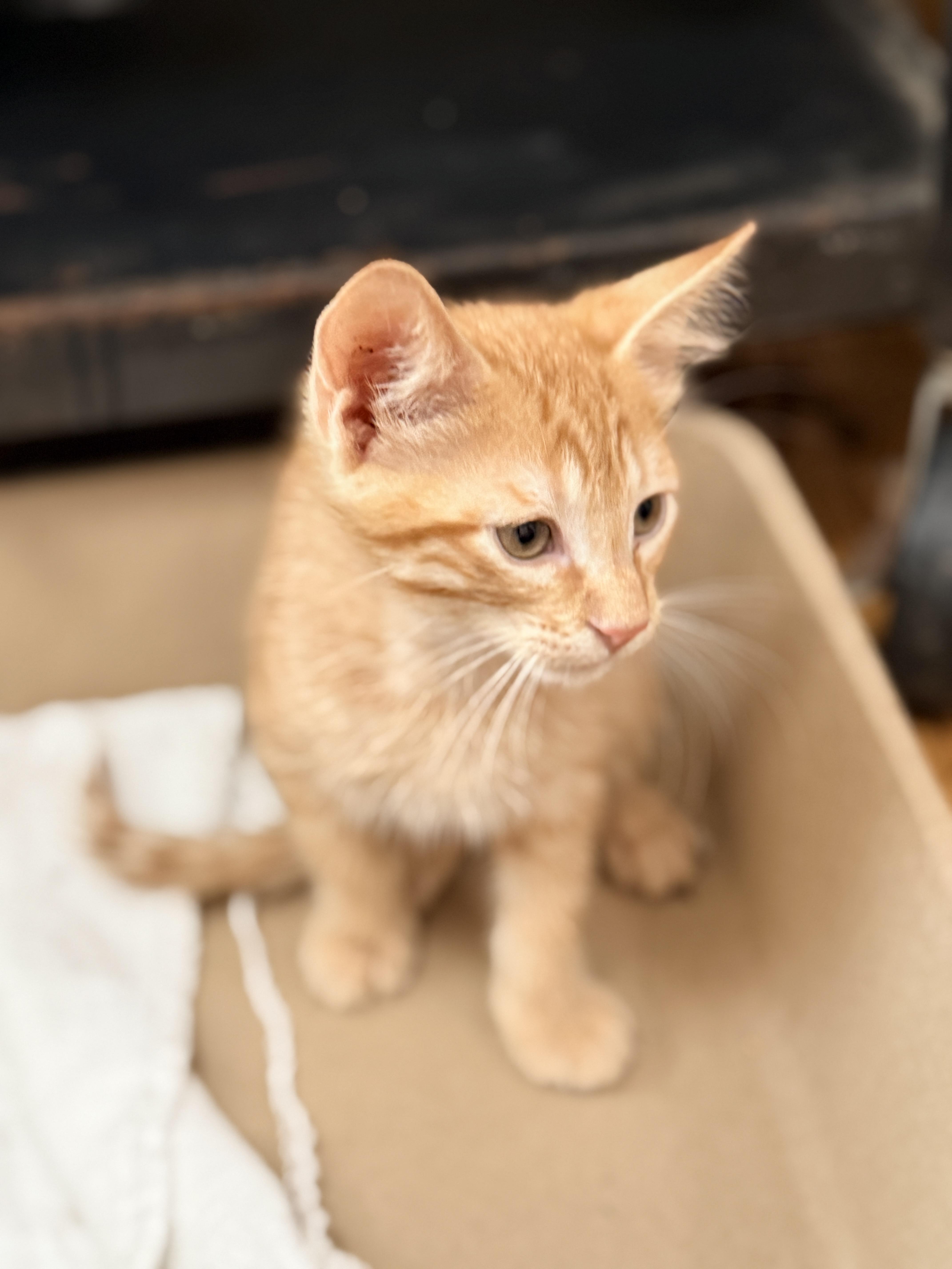 Carl, an adopted Domestic Short Hair in Columbia, MD image 3/3