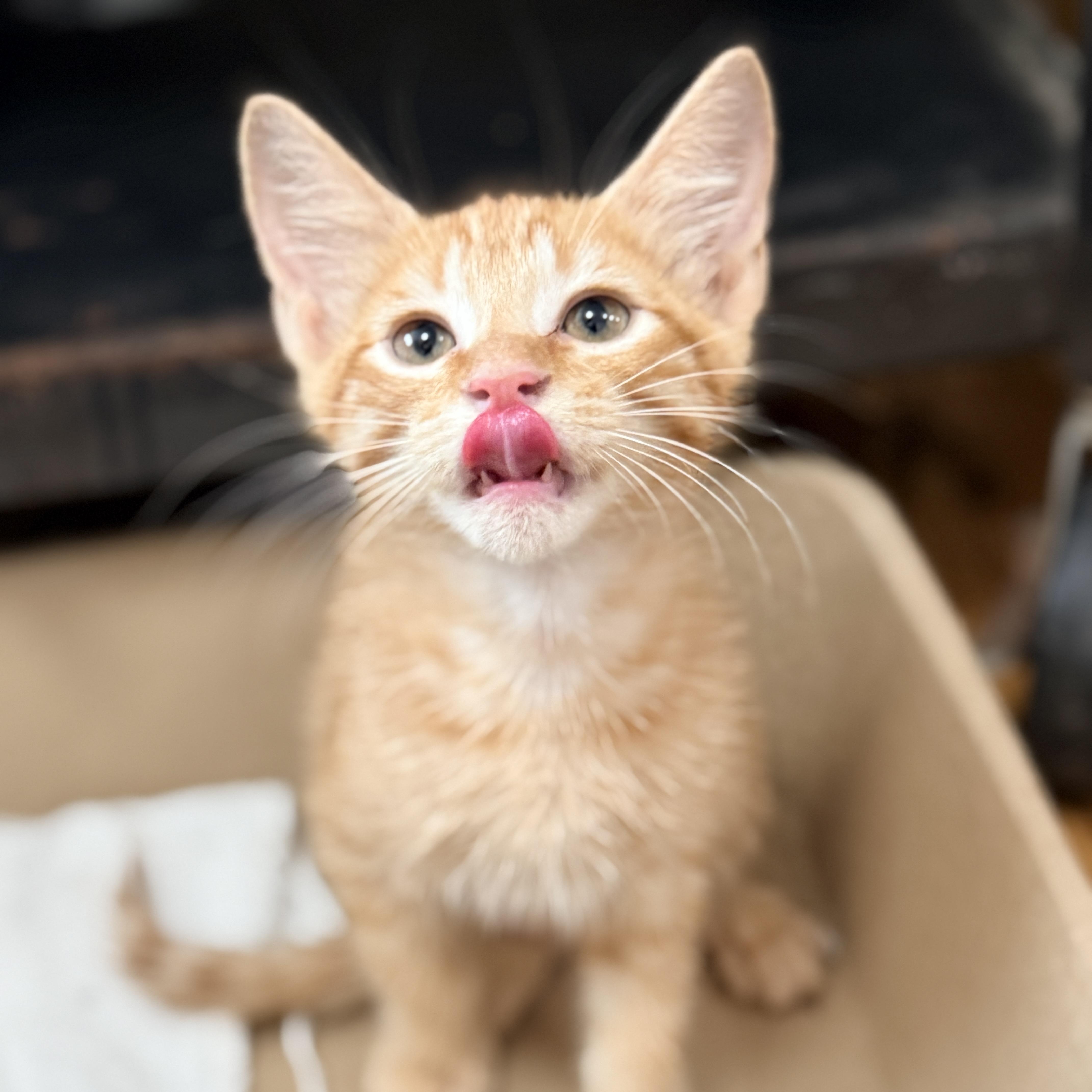 Carl, adopted, Kitten Male Domestic Short Hair.