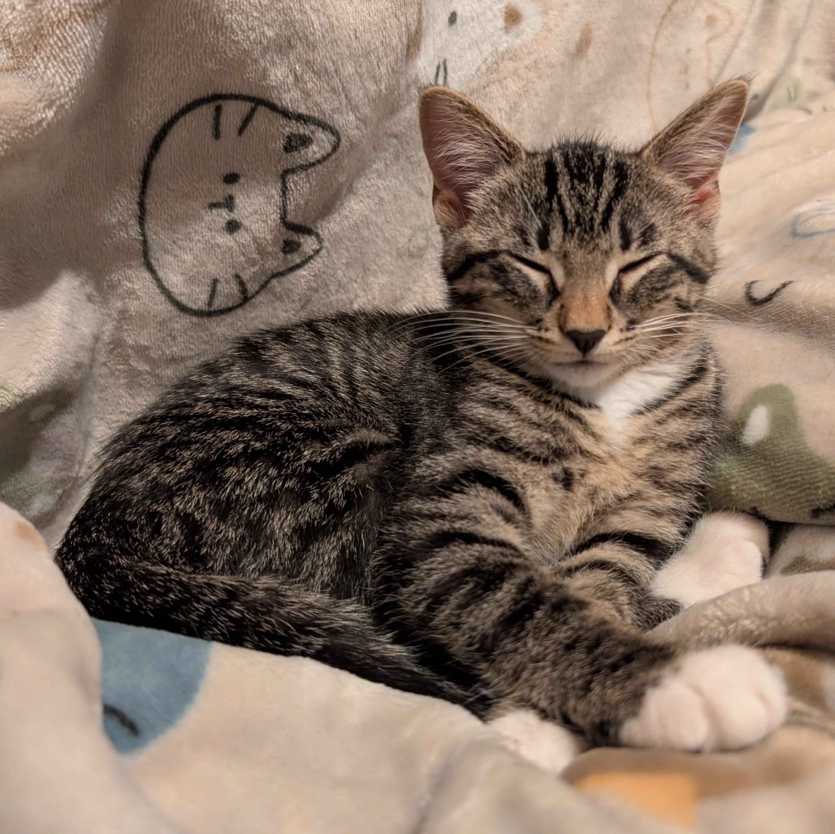 Enlarge Emilia, a ADOPTABLE Domestic Short Hair in Grayslake, IL image 3/6