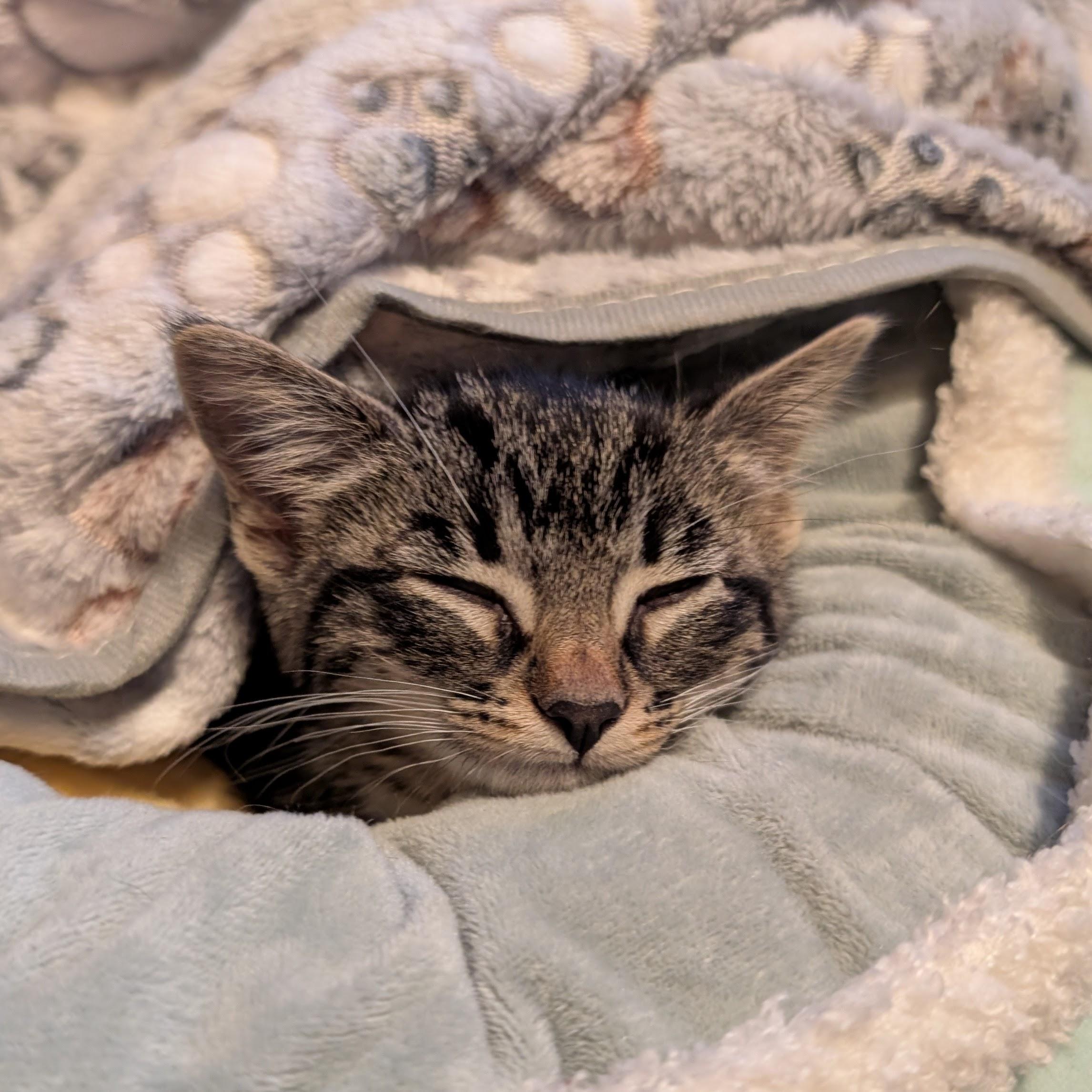 Enlarge Emilia, a ADOPTABLE Domestic Short Hair in Grayslake, IL image 4/6
