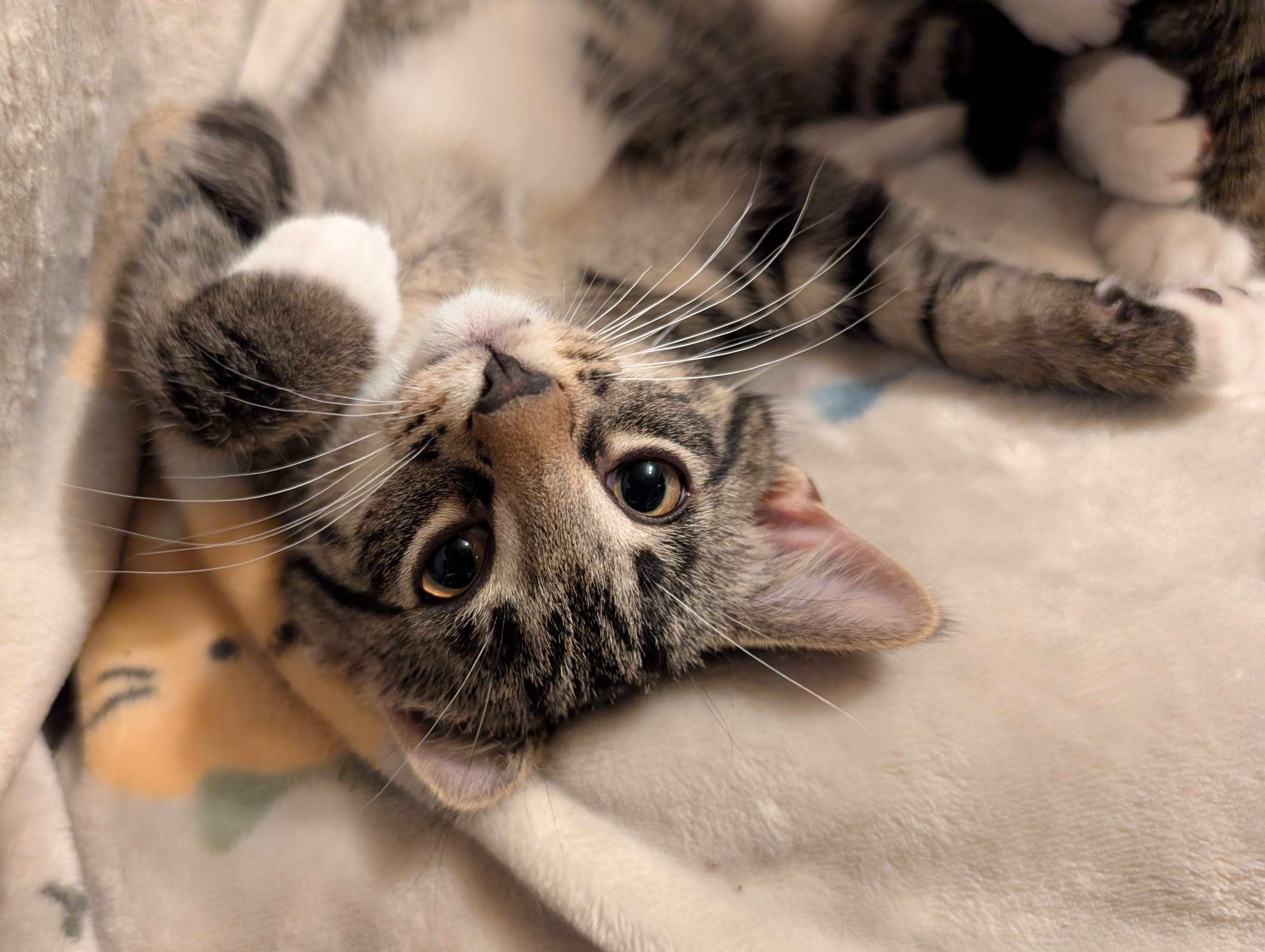 Enlarge Emilia, a ADOPTABLE Domestic Short Hair in Grayslake, IL image 2/6