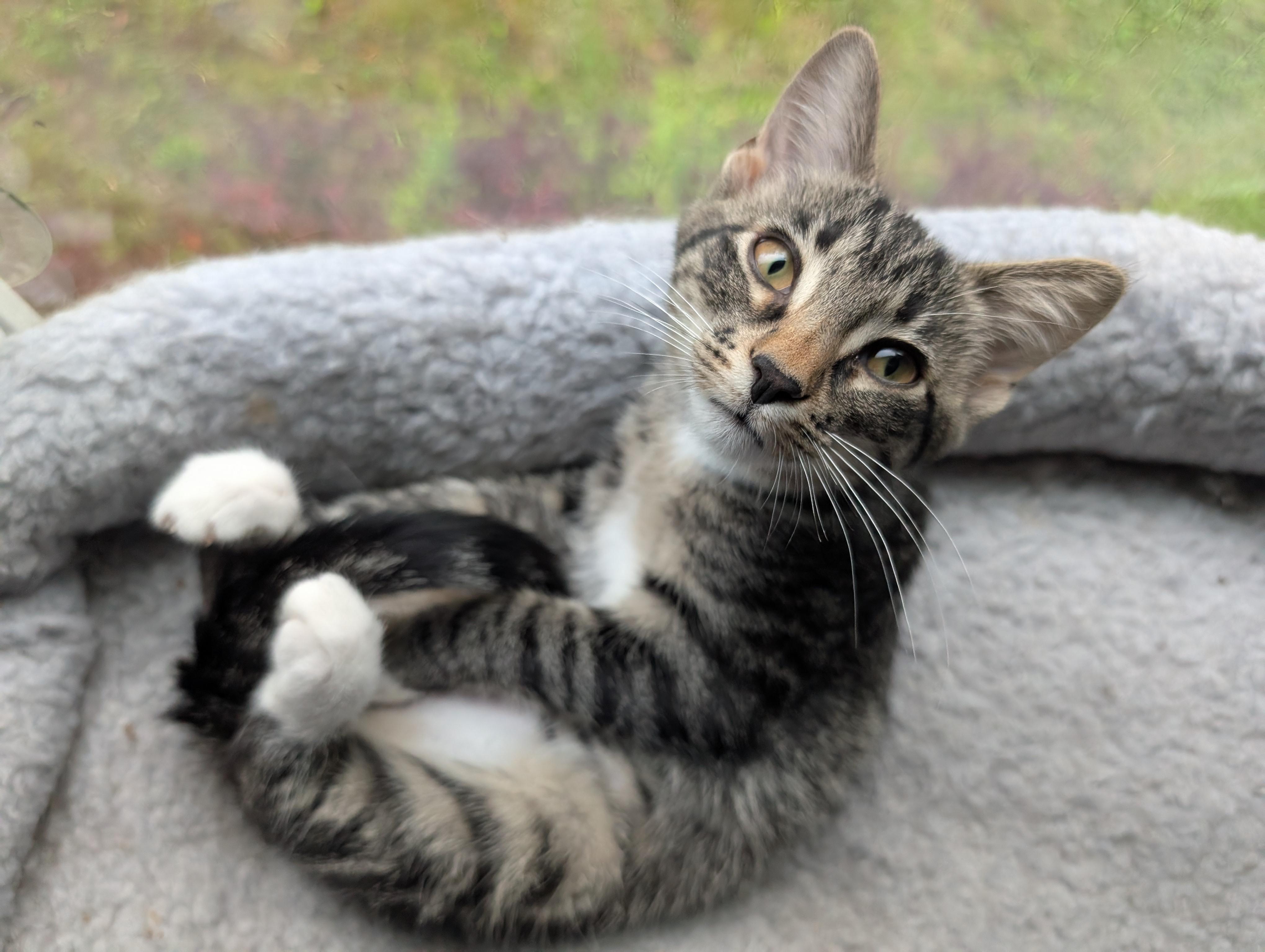 Enlarge Emilia, a ADOPTABLE Domestic Short Hair in Grayslake, IL image 2/6