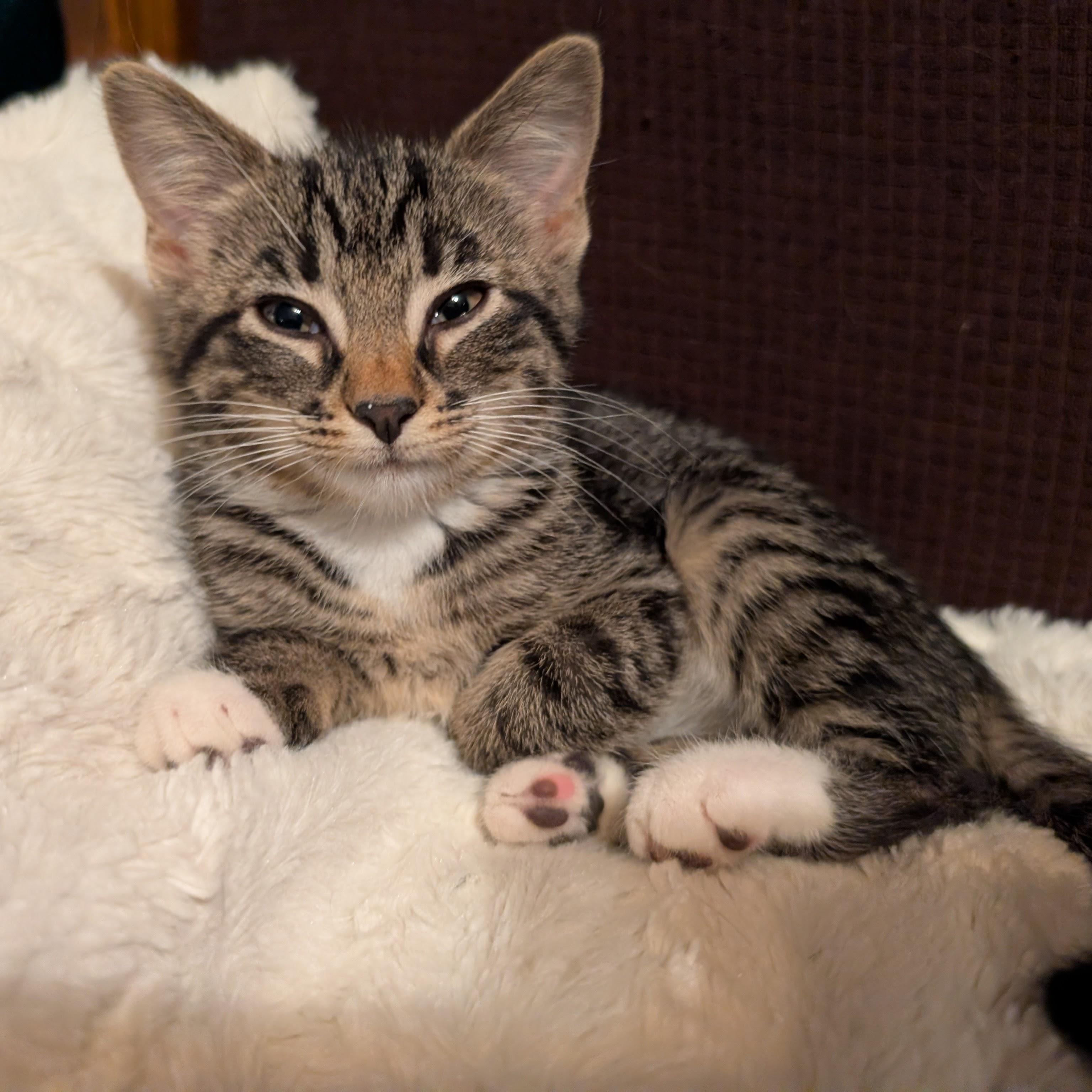 Enlarge Emilia, a ADOPTABLE Domestic Short Hair in Grayslake, IL image 1/6