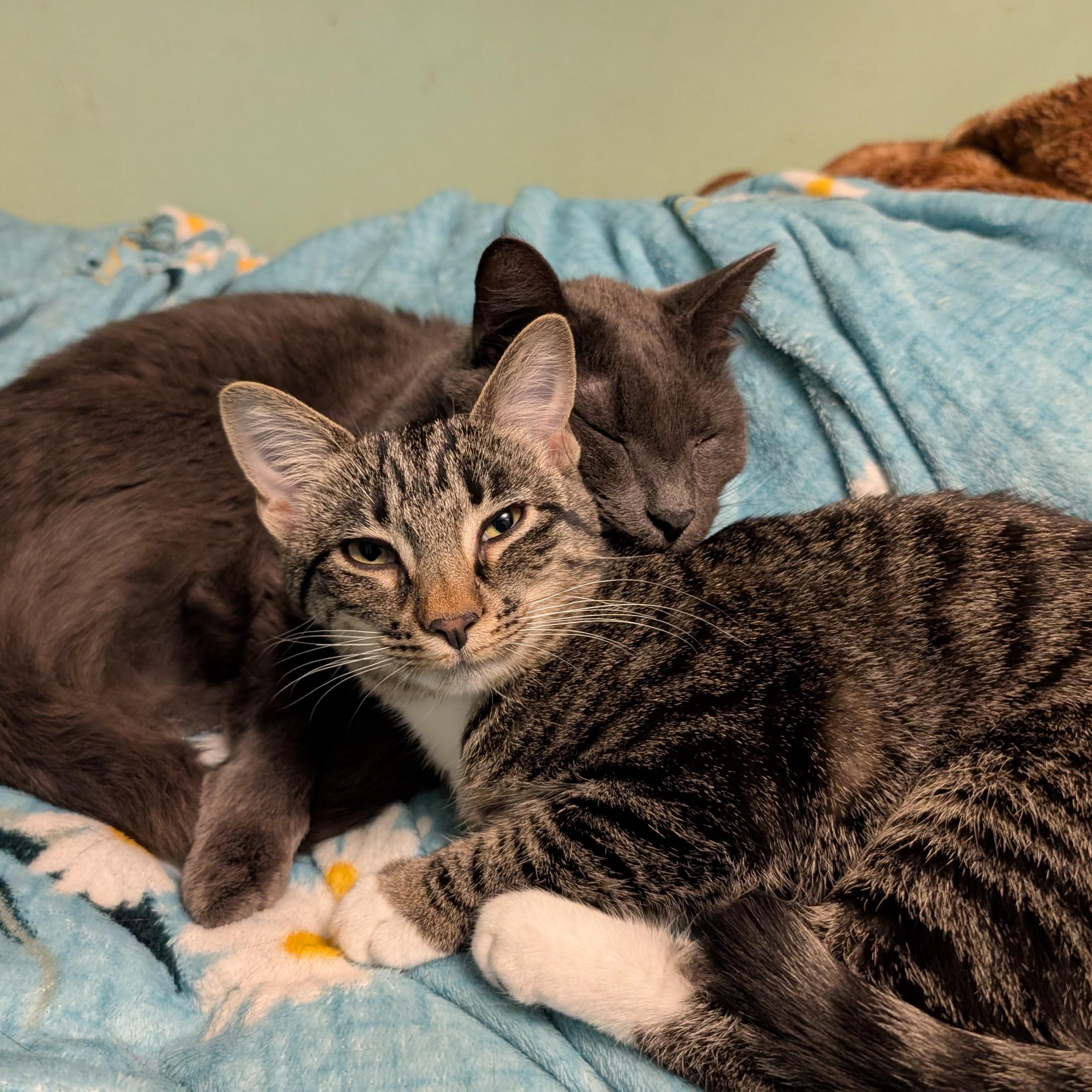 Enlarge Emilia, a Adoptable Domestic Short Hair in Grayslake, IL image 2/6