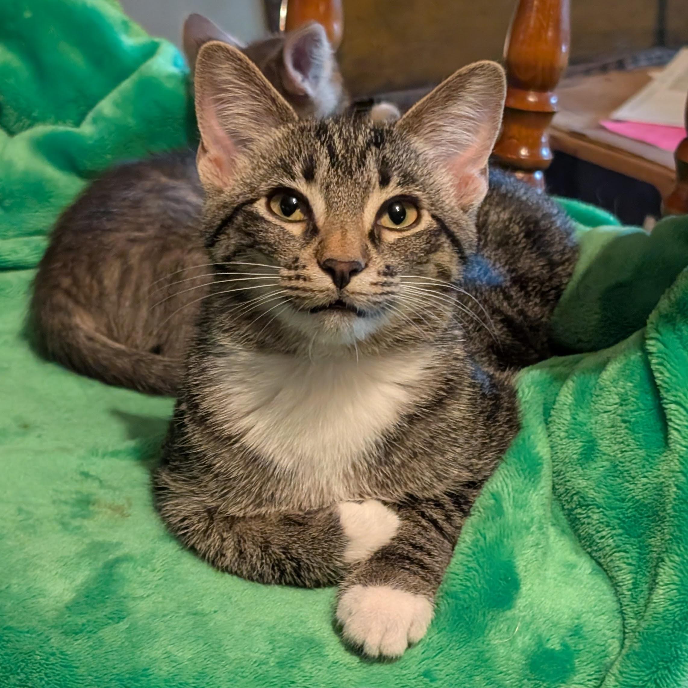 Enlarge Emilia, a ADOPTABLE Domestic Short Hair in Grayslake, IL image 1/6