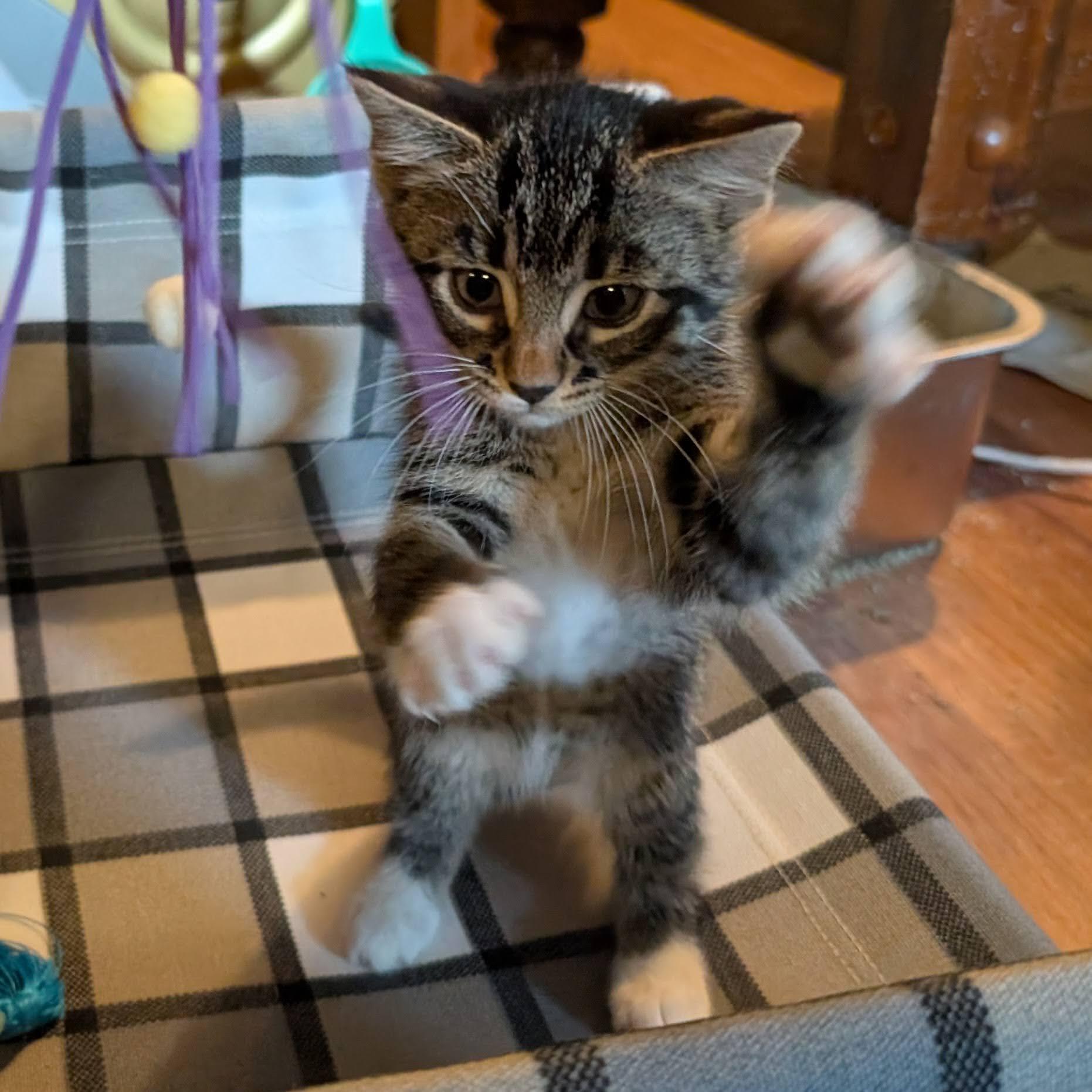 Enlarge Emilia, a ADOPTABLE Domestic Short Hair in Grayslake, IL image 5/6