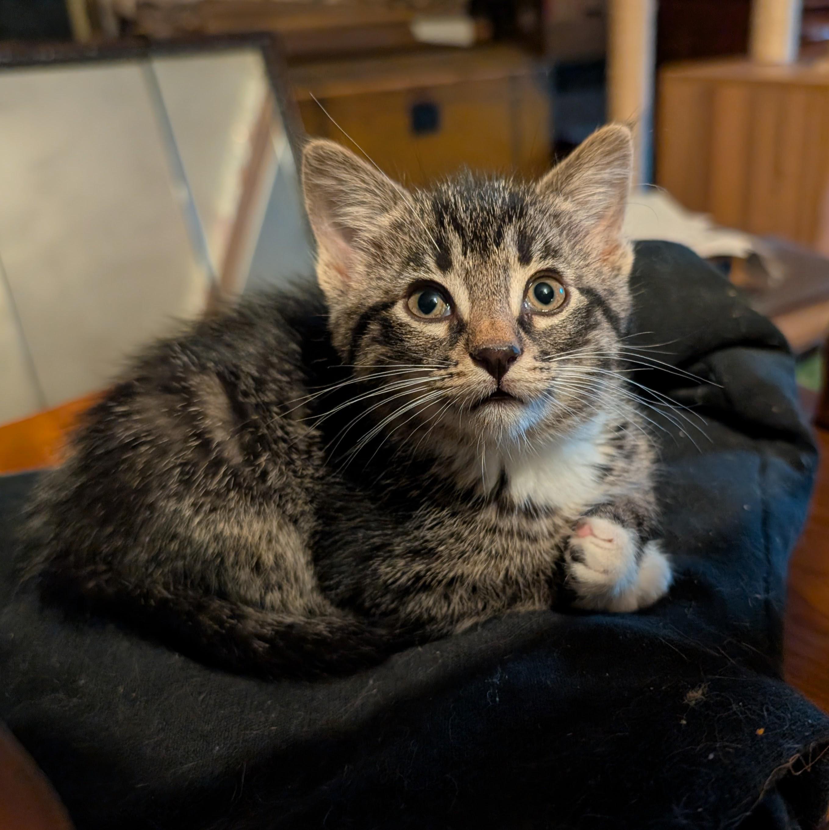 Enlarge Emilia, a ADOPTABLE Domestic Short Hair in Grayslake, IL image 6/6