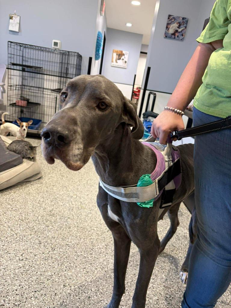 Daisy, Adoptable, Adult Female Great Dane.