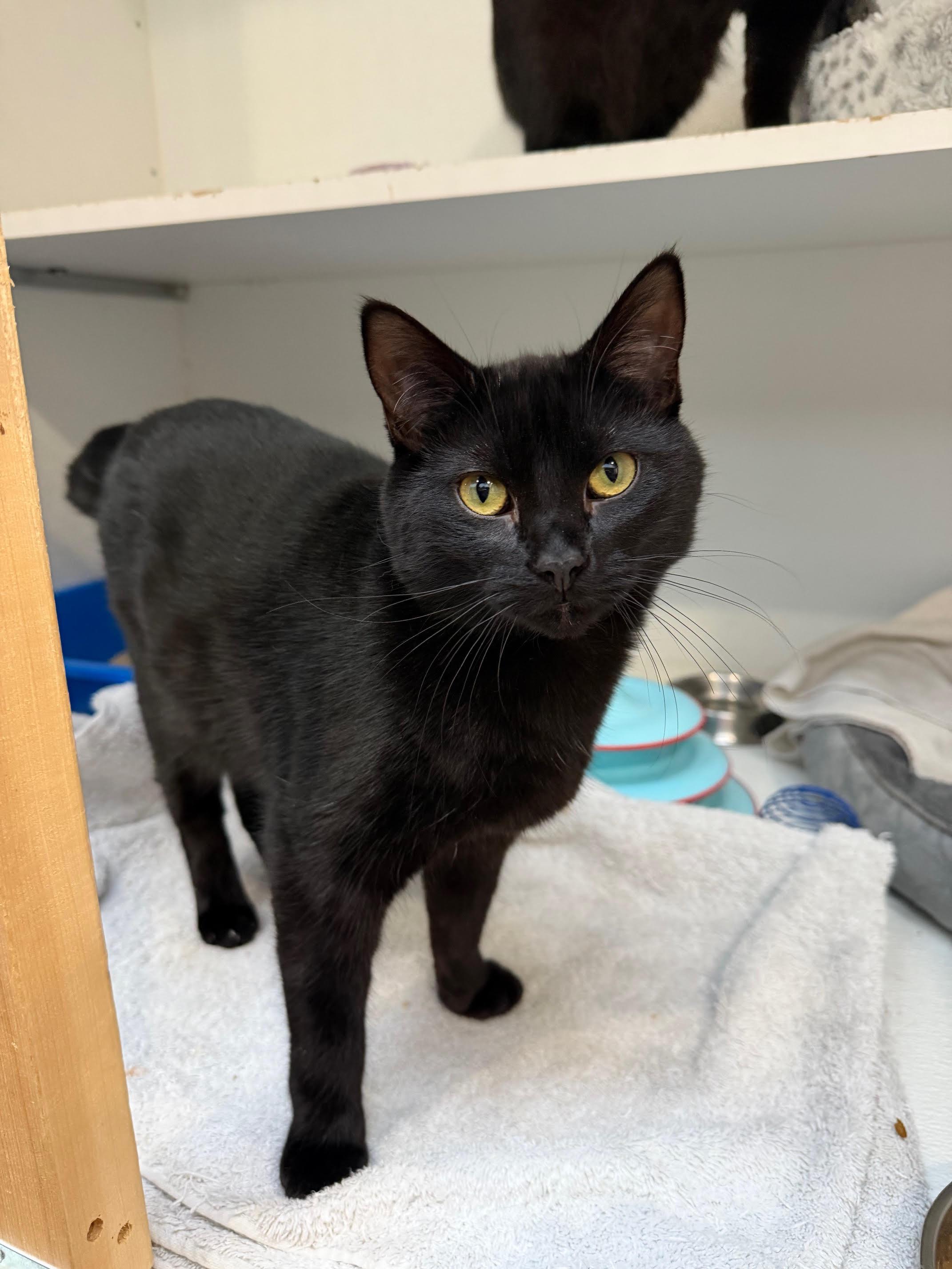 Enlarge Rain & Deejay, a Adoptable Domestic Short Hair in Courtenay, BC image 4/5