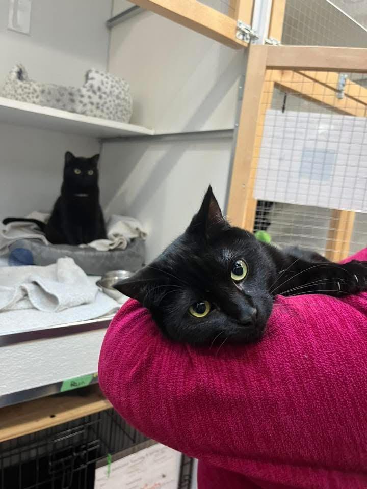 Enlarge Rain & Deejay, a Adoptable Domestic Short Hair in Courtenay, BC image 1/5