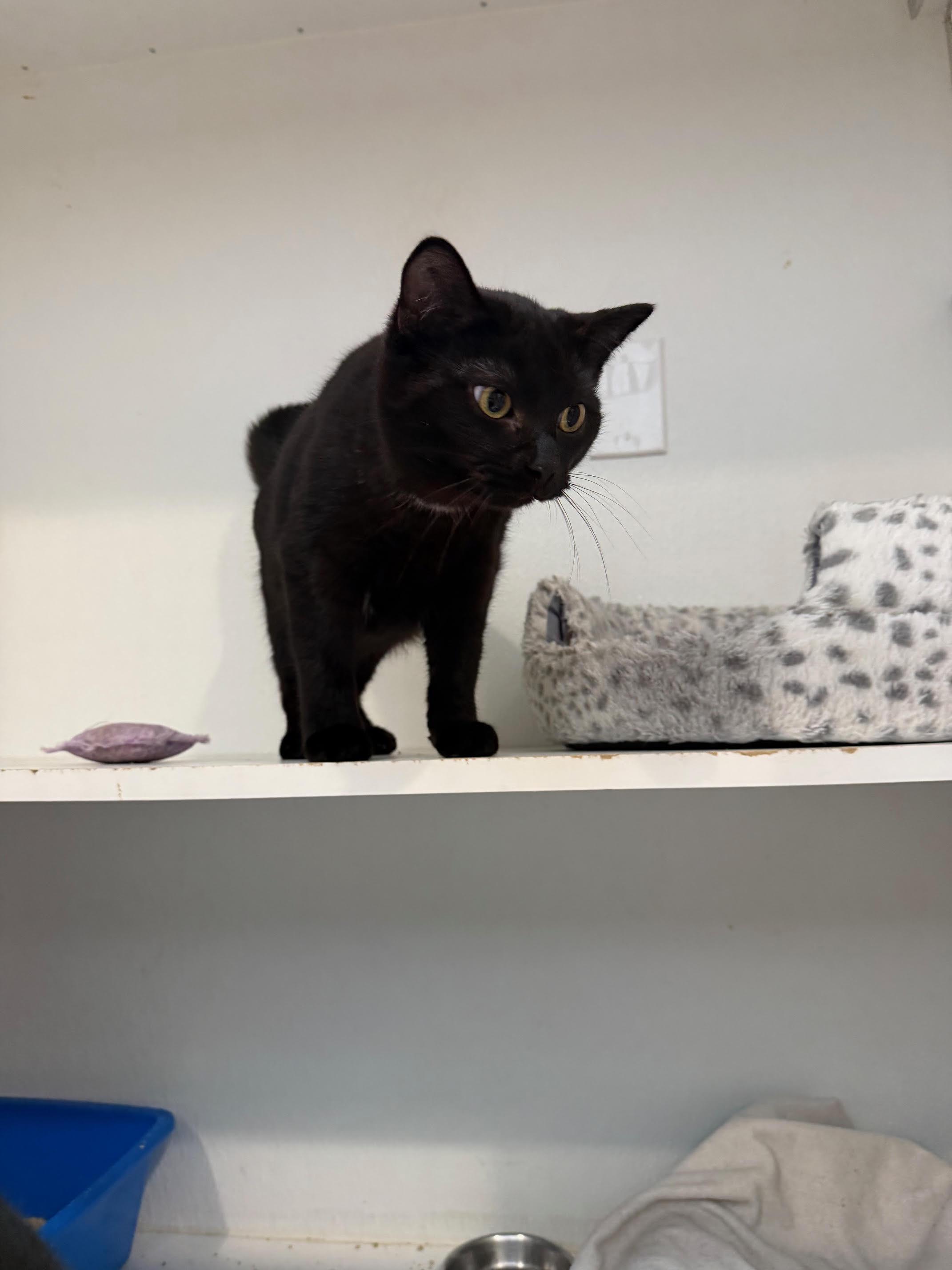 Enlarge Rain & Deejay, a Adoptable Domestic Short Hair in Courtenay, BC image 5/5