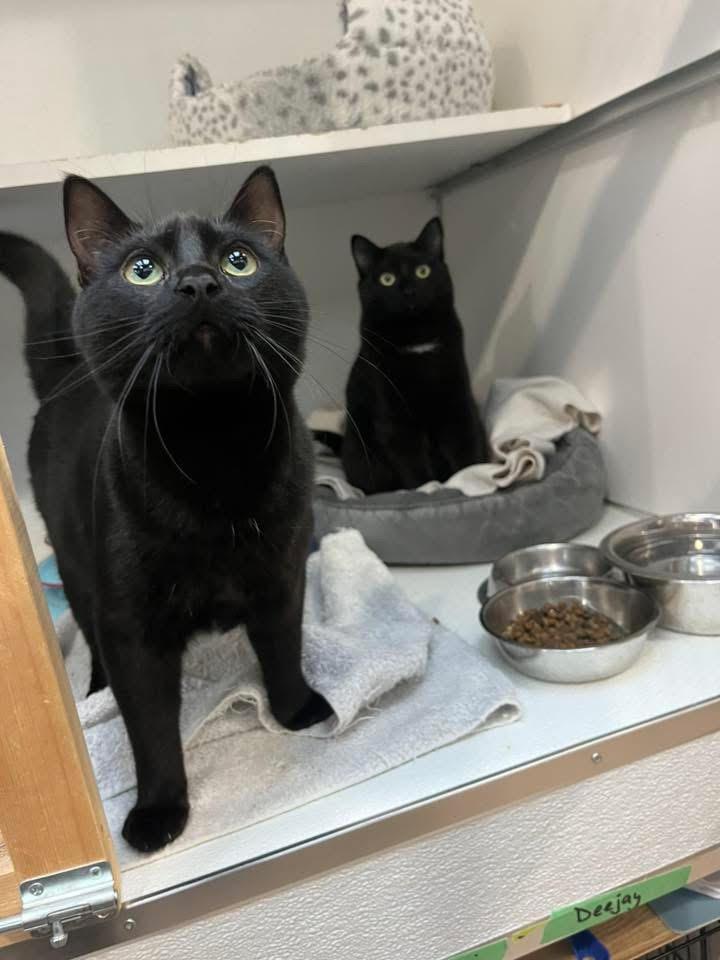 Enlarge Rain & Deejay, a Adoptable Domestic Short Hair in Courtenay, BC image 3/5