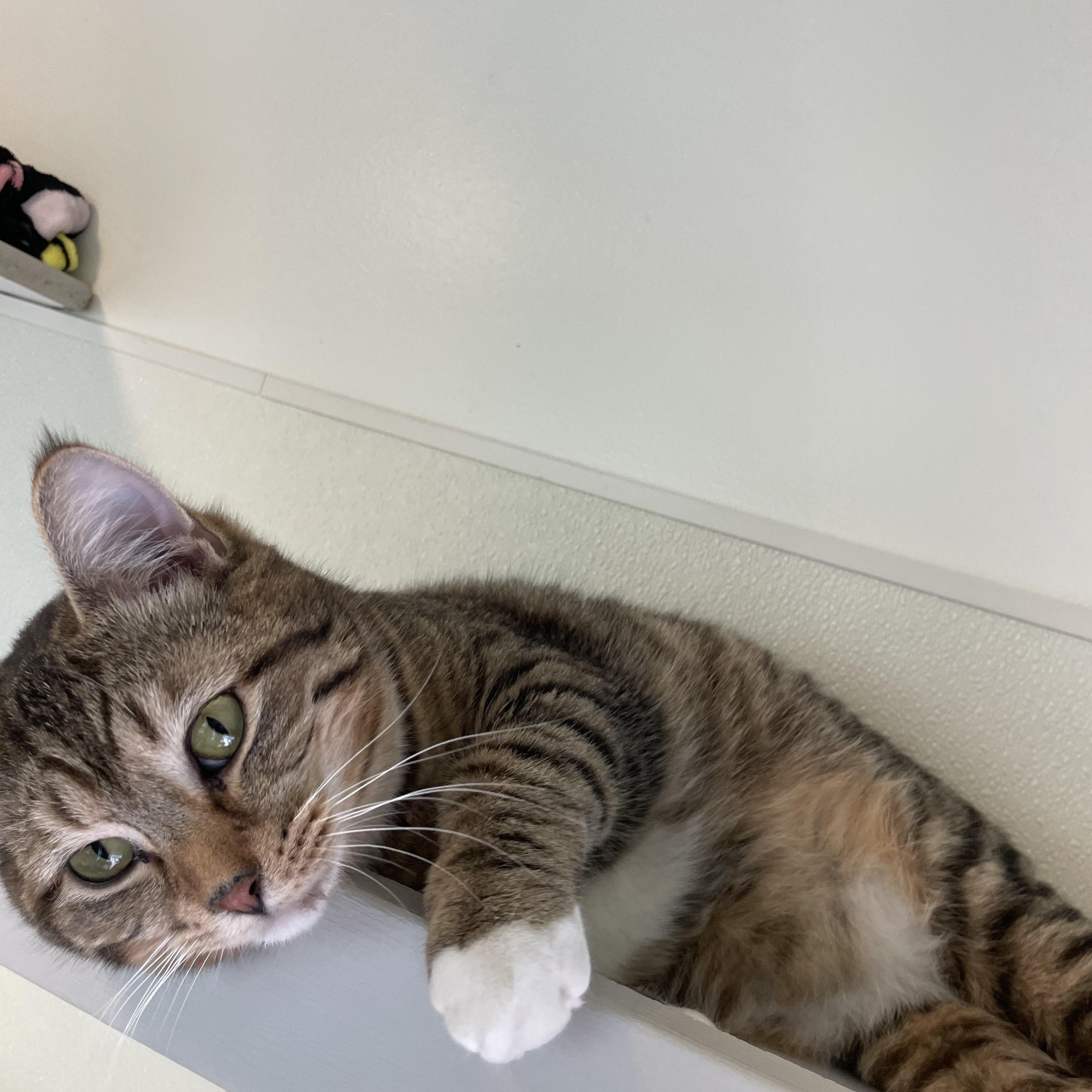 Enlarge Chai, a ADOPTABLE Domestic Short Hair in Friday Harbor, WA image 1/6