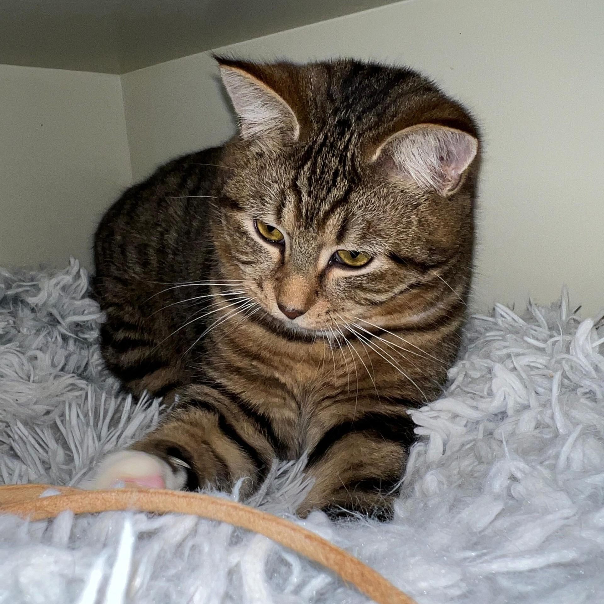 Chai, a ADOPTABLE Domestic Short Hair in Friday Harbor, WA image 2/3