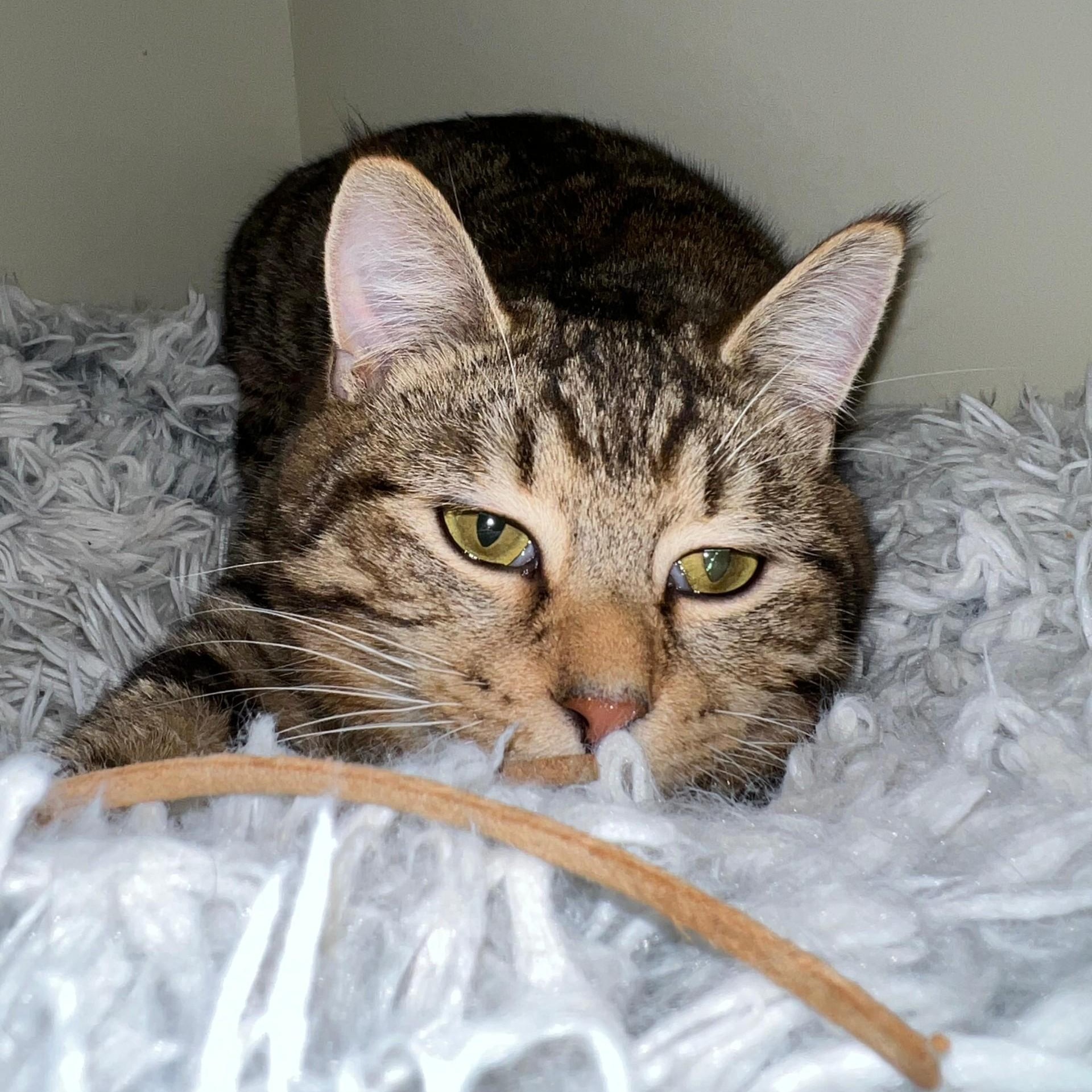 Chai, a ADOPTABLE Domestic Short Hair in Friday Harbor, WA image 3/3