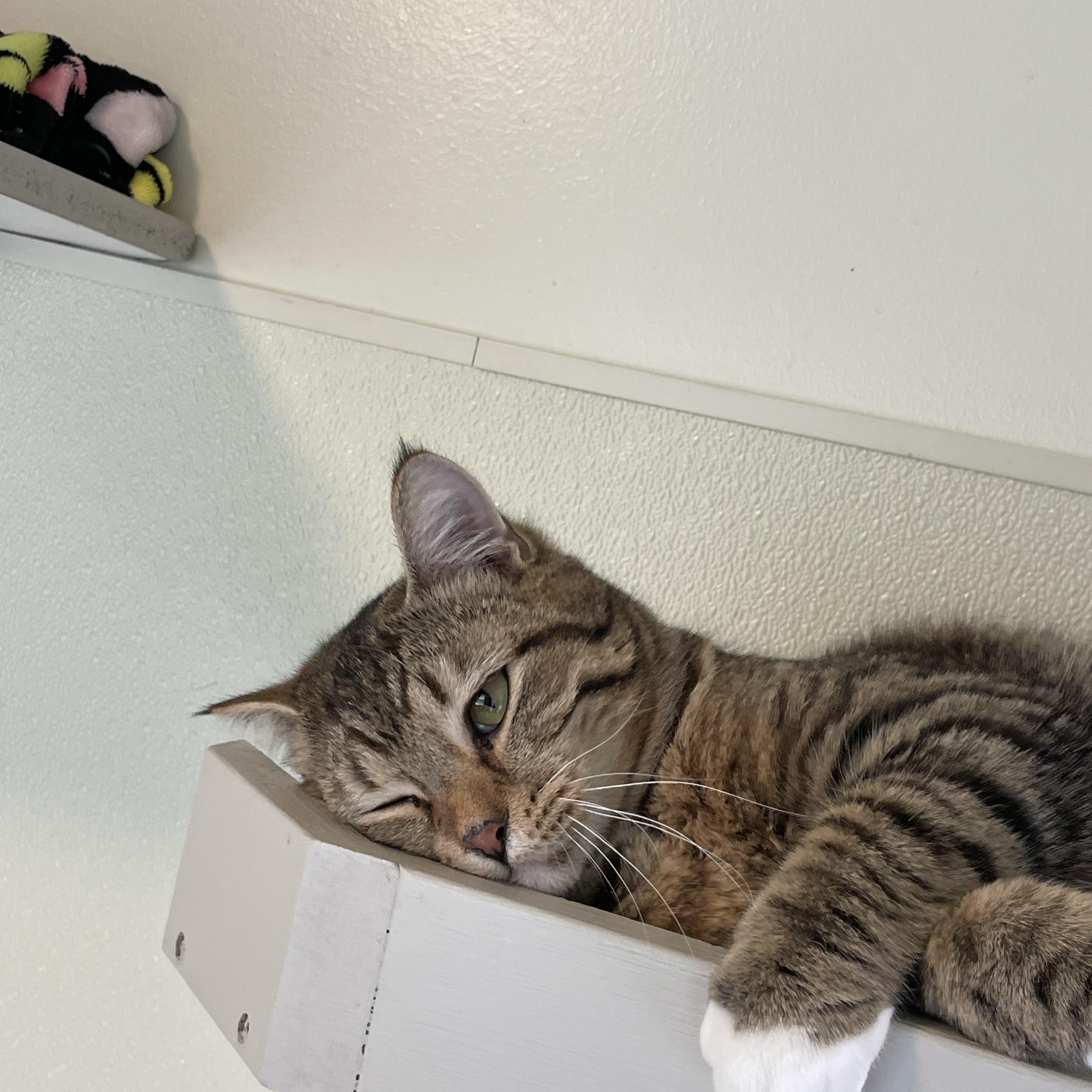 Enlarge Chai, a ADOPTABLE Domestic Short Hair in Friday Harbor, WA image 3/6